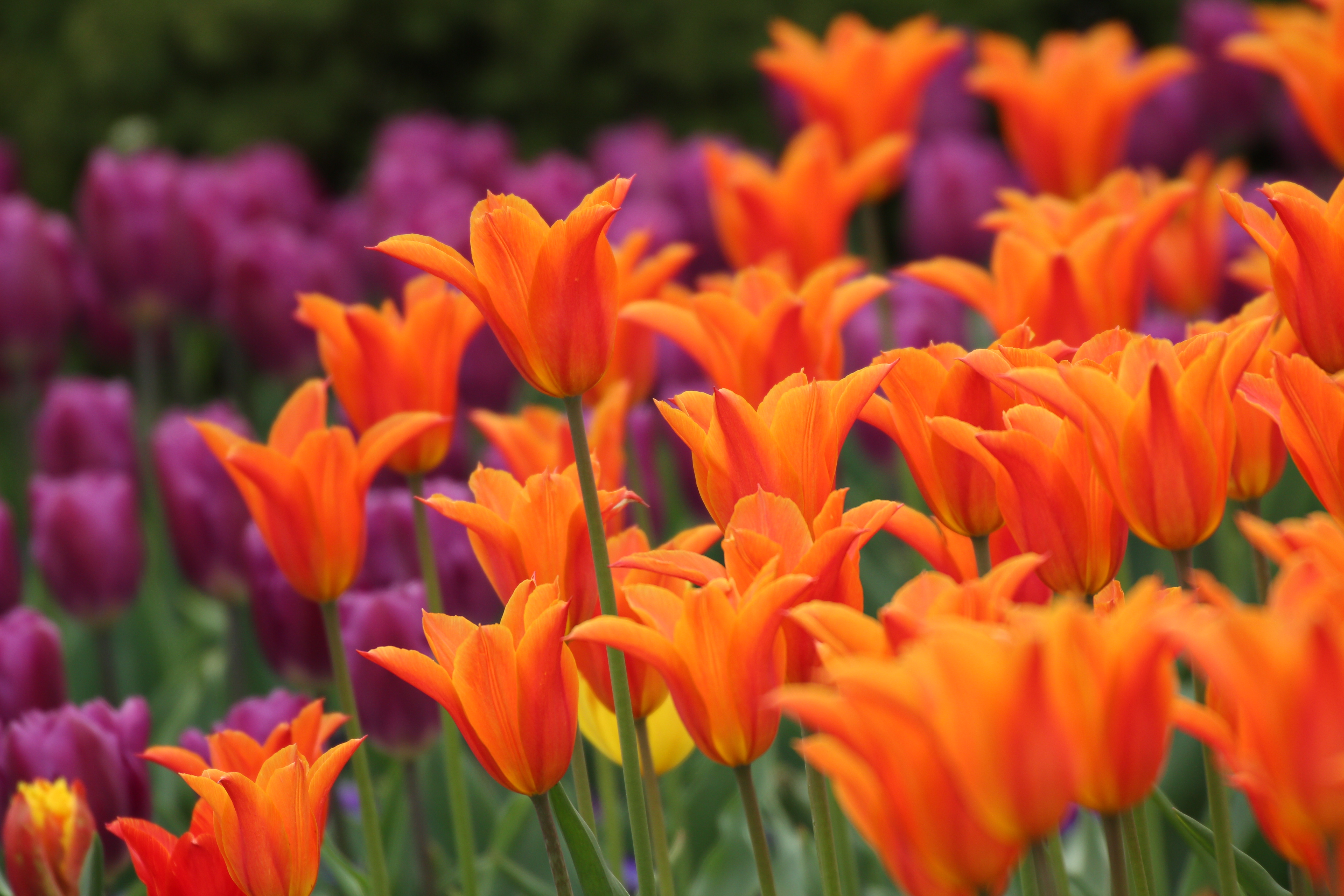 <b>EOS Kiss X4 / APO 50-500mm F4.5-6.3 DG OS HSM / 5,184×3,456 / 1/500秒 / F6.3 / -0.7EV / ISO250 / 絞り優先AE / WB:オート / 373mm</b>