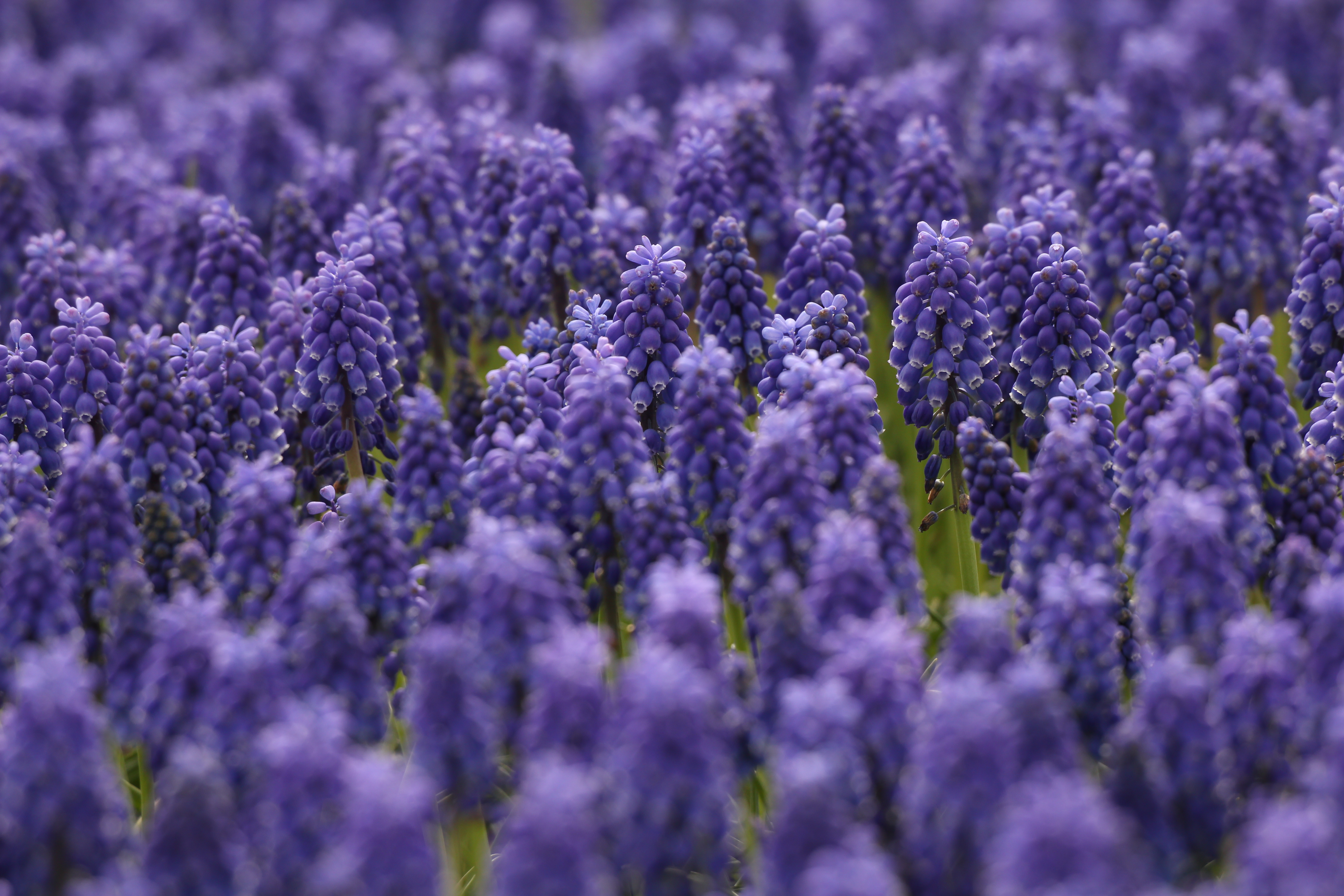 <b>EOS Kiss X4 / APO 50-500mm F4.5-6.3 DG OS HSM / 5,184×3,456 / 1/400秒 / F6.3 / -0.7EV / ISO200 / 絞り優先AE / WB:オート / 244mm</b>