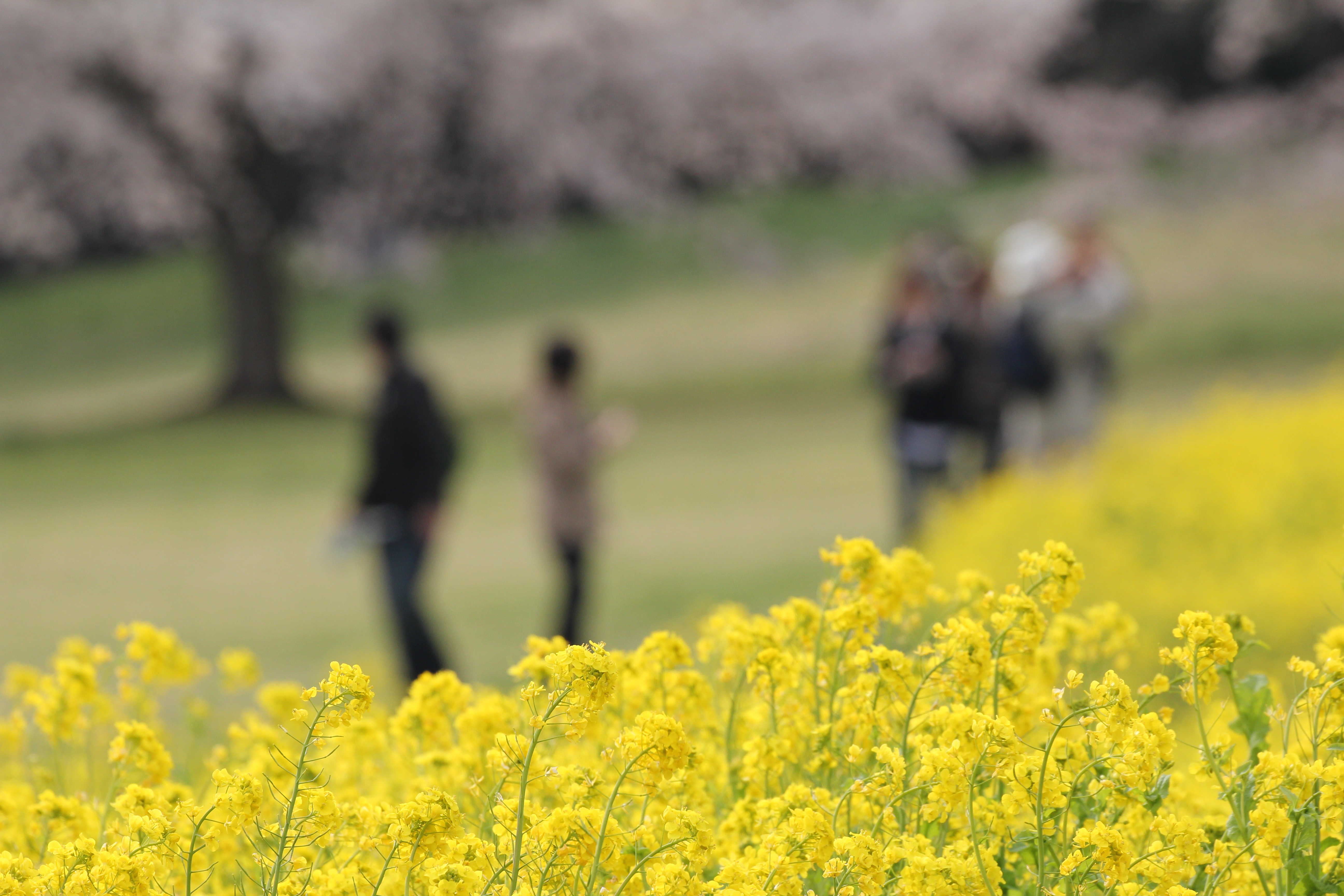 <b>EOS Kiss X4 / APO 50-500mm F4.5-6.3 DG OS HSM / 5,184×3,456 / 1/500秒 / F8 / 0EV / ISO400 / 絞り優先AE / WB:オート / 287mm</b>