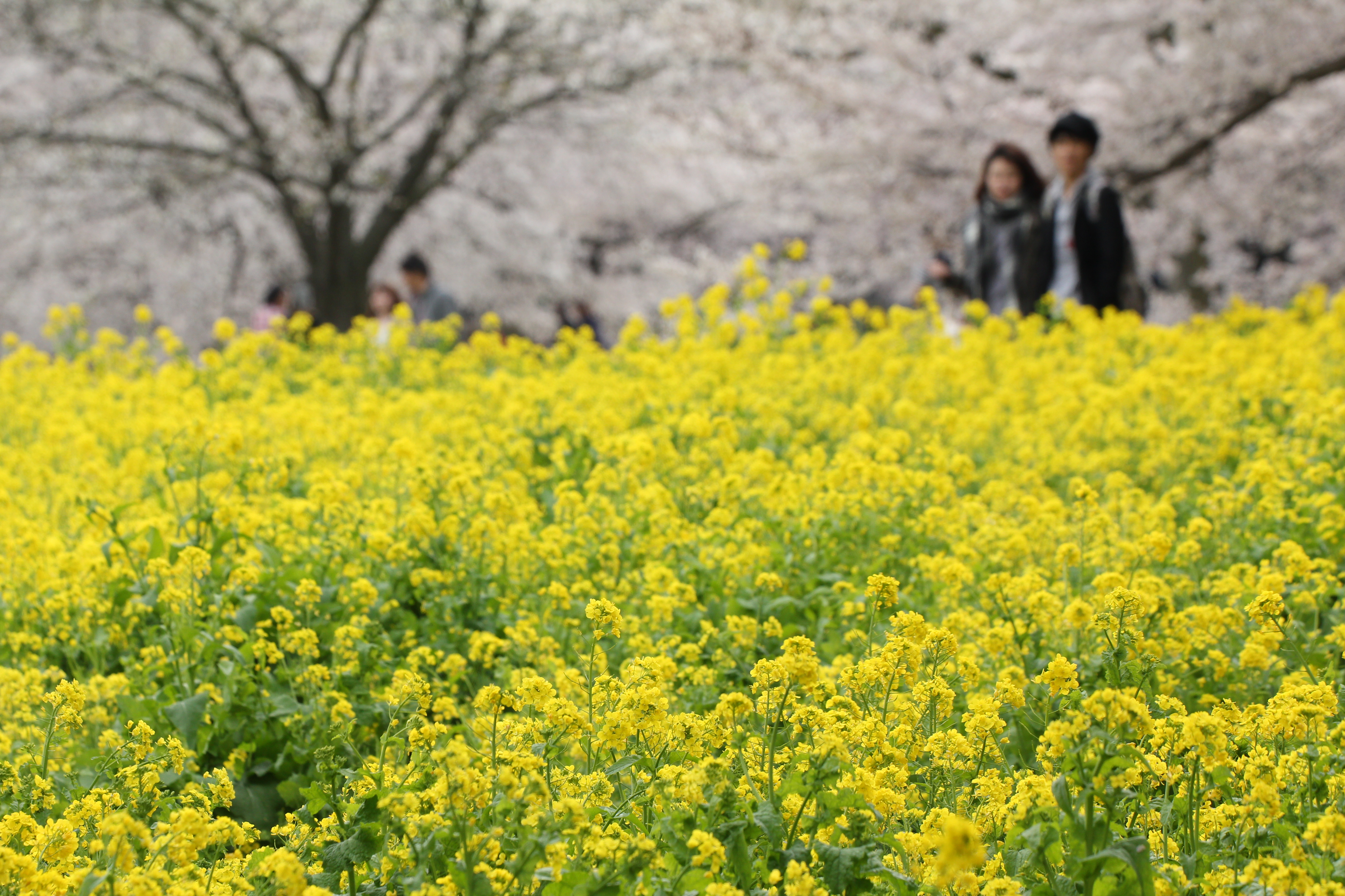 <b>EOS Kiss X4 / APO 50-500mm F4.5-6.3 DG OS HSM / 5,184×3,456 / 1/400秒 / F8 / +0.3EV / ISO400 / 絞り優先AE / WB:オート / 167mm</b>