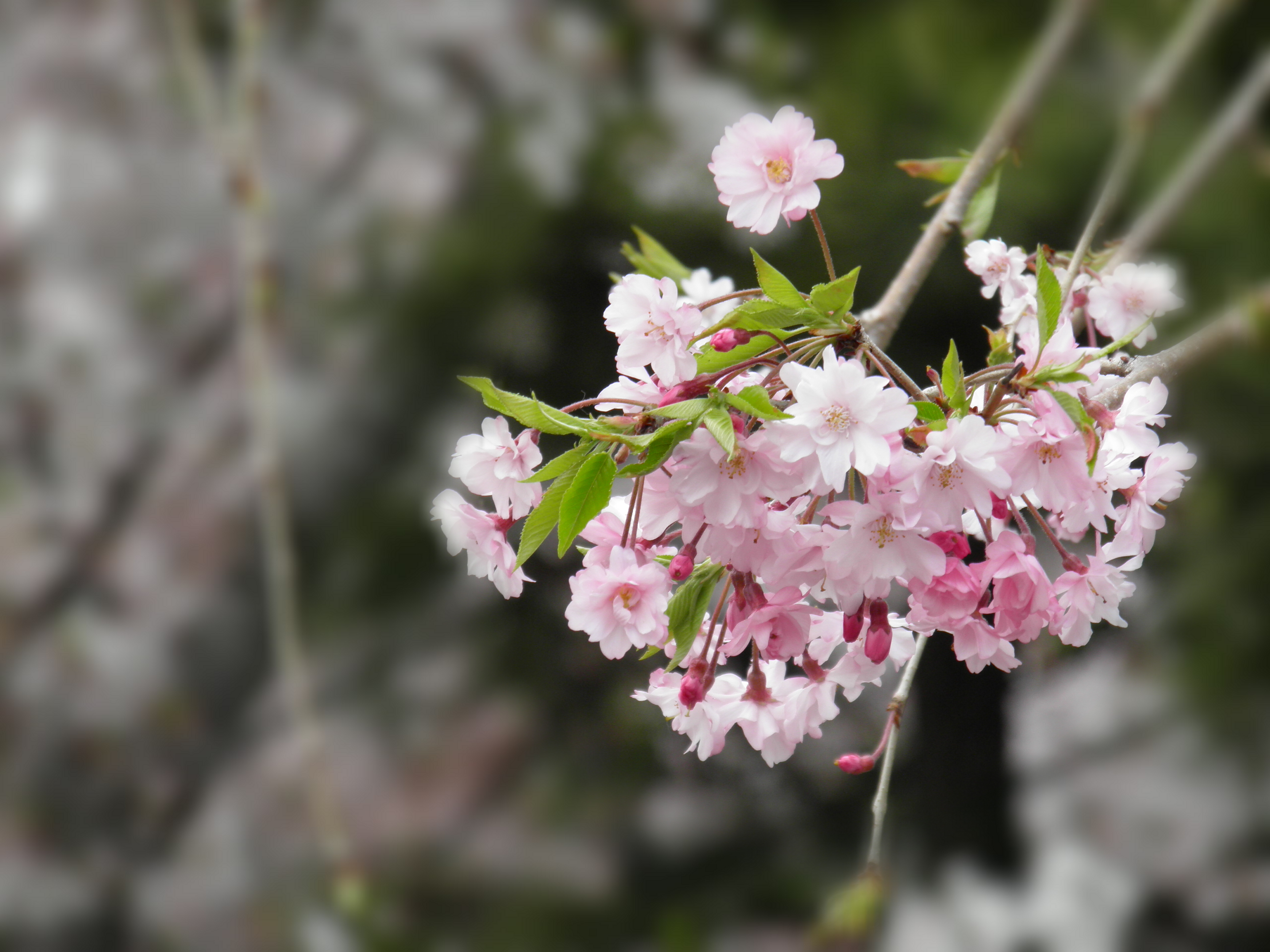 <b>背景ぼかしON</b>