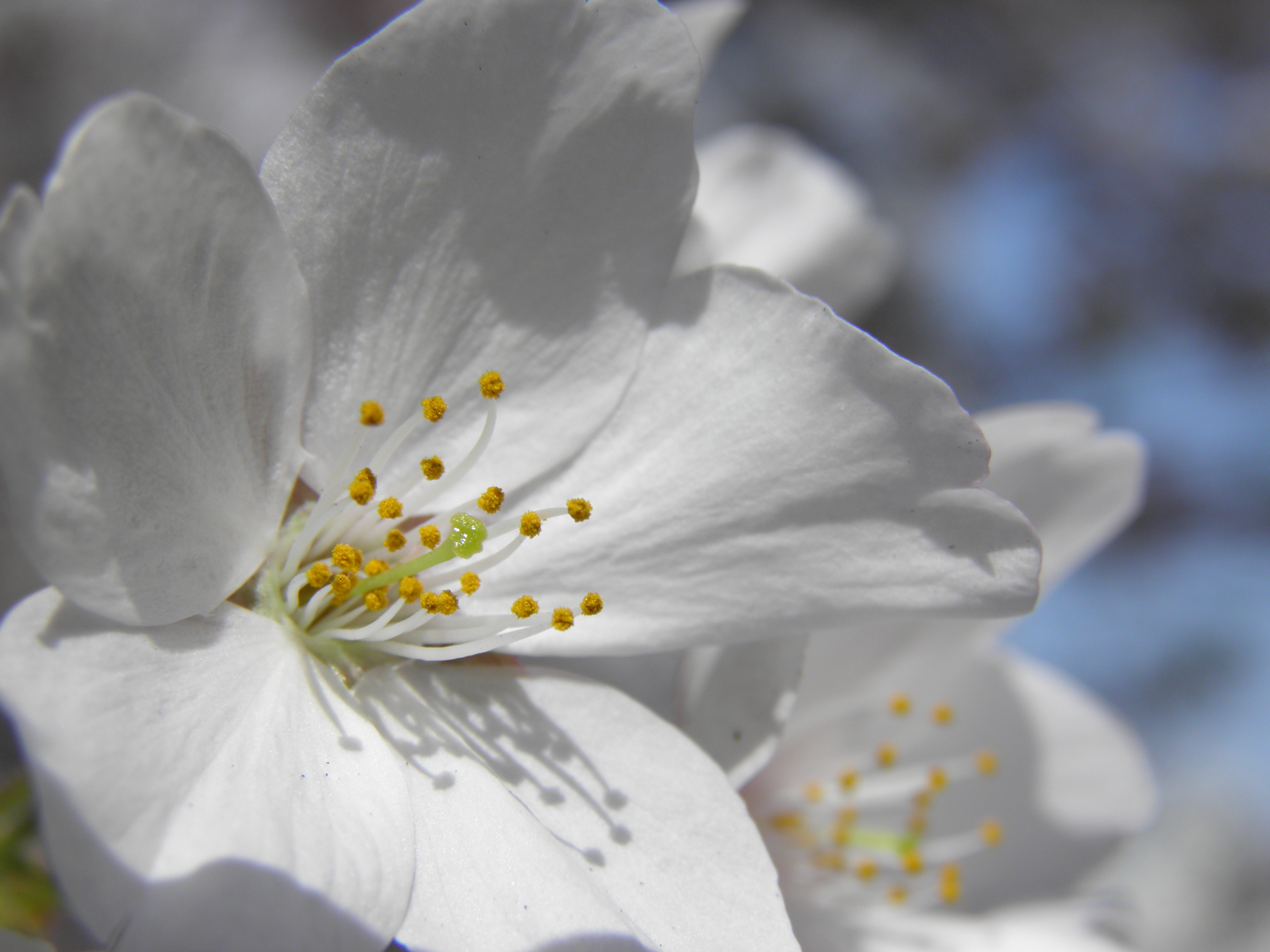 <b>SP-800UZ / 約6.1MB / 4,288×3,216 / 1/500秒 / F5.6 / +0.3EV / ISO50 / WB:オート / 15.2mm</b>