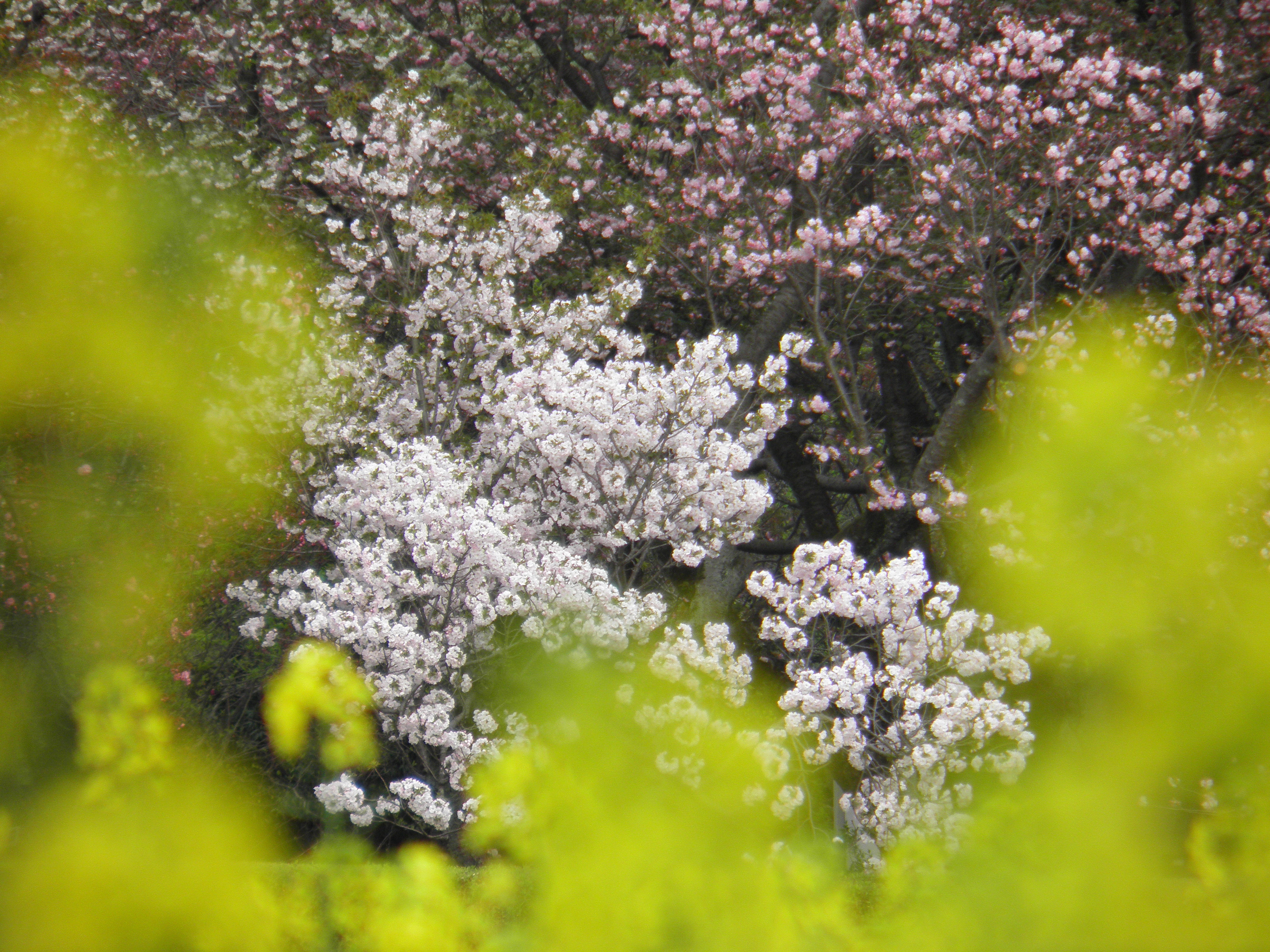 <b>SP-800UZ / 約5.9MB / 4,288×3,216 / 1/50秒 / F5.6 / 0EV / ISO50 / WB:オート / 147mm</b>