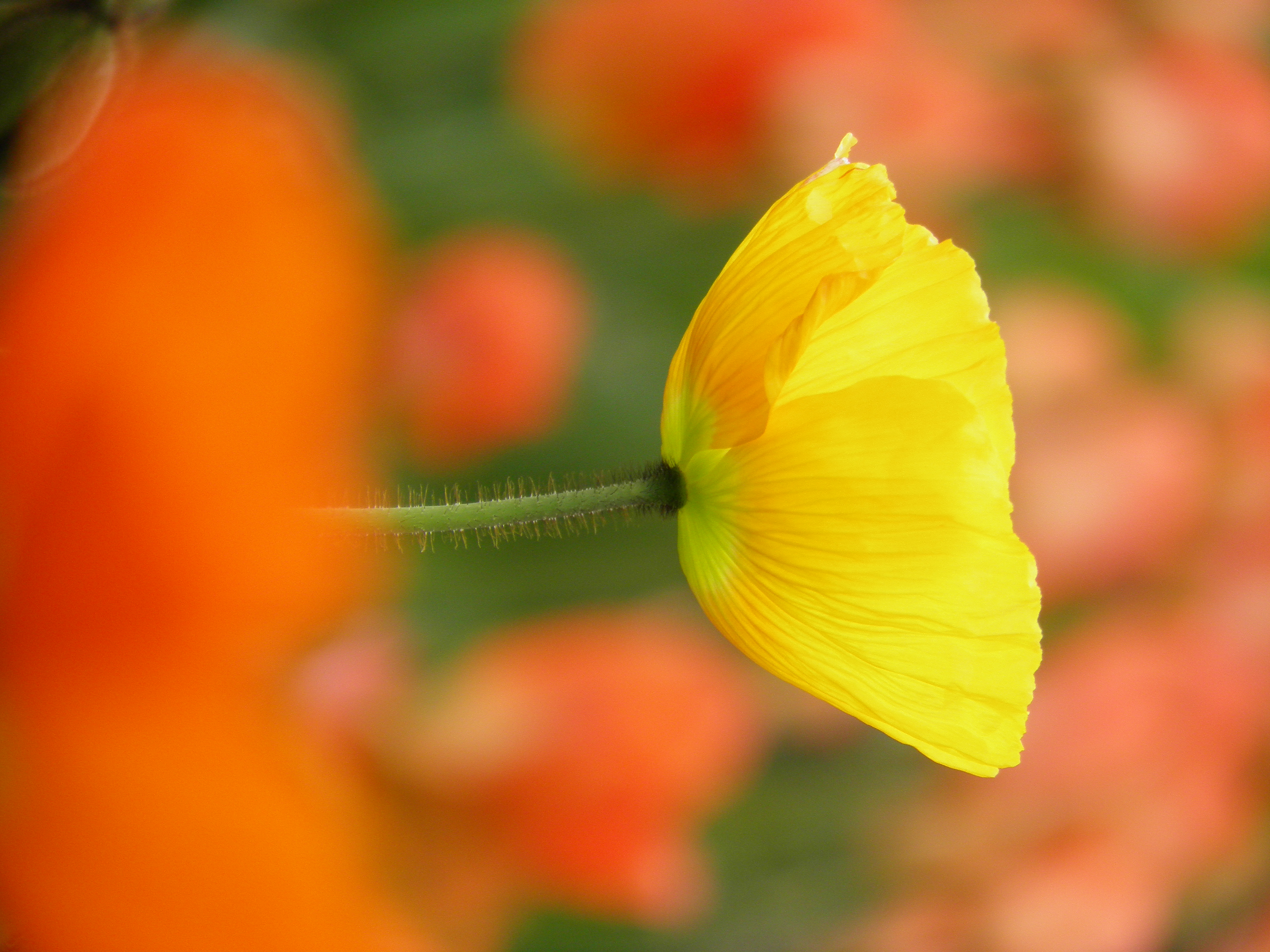 <b>SP-800UZ / 約5.7MB / 3216x4288 / 1/100秒 / F5.6 / +0.3EV / ISO100 / WB:オート / 147mm</b>