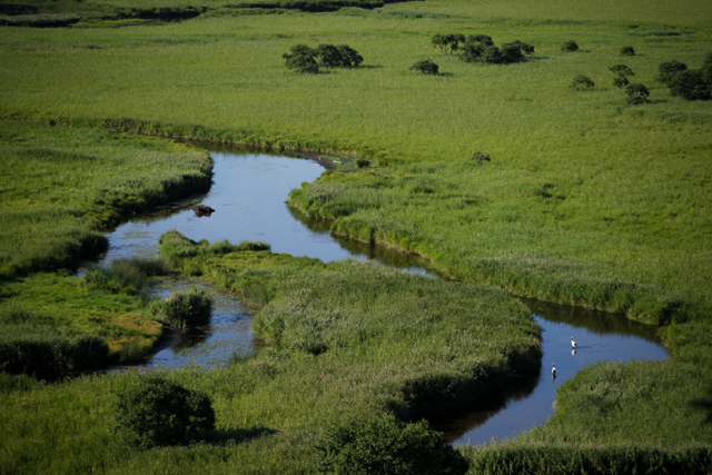 <b>湿原とタンチョウ (c)和田正宏</b>