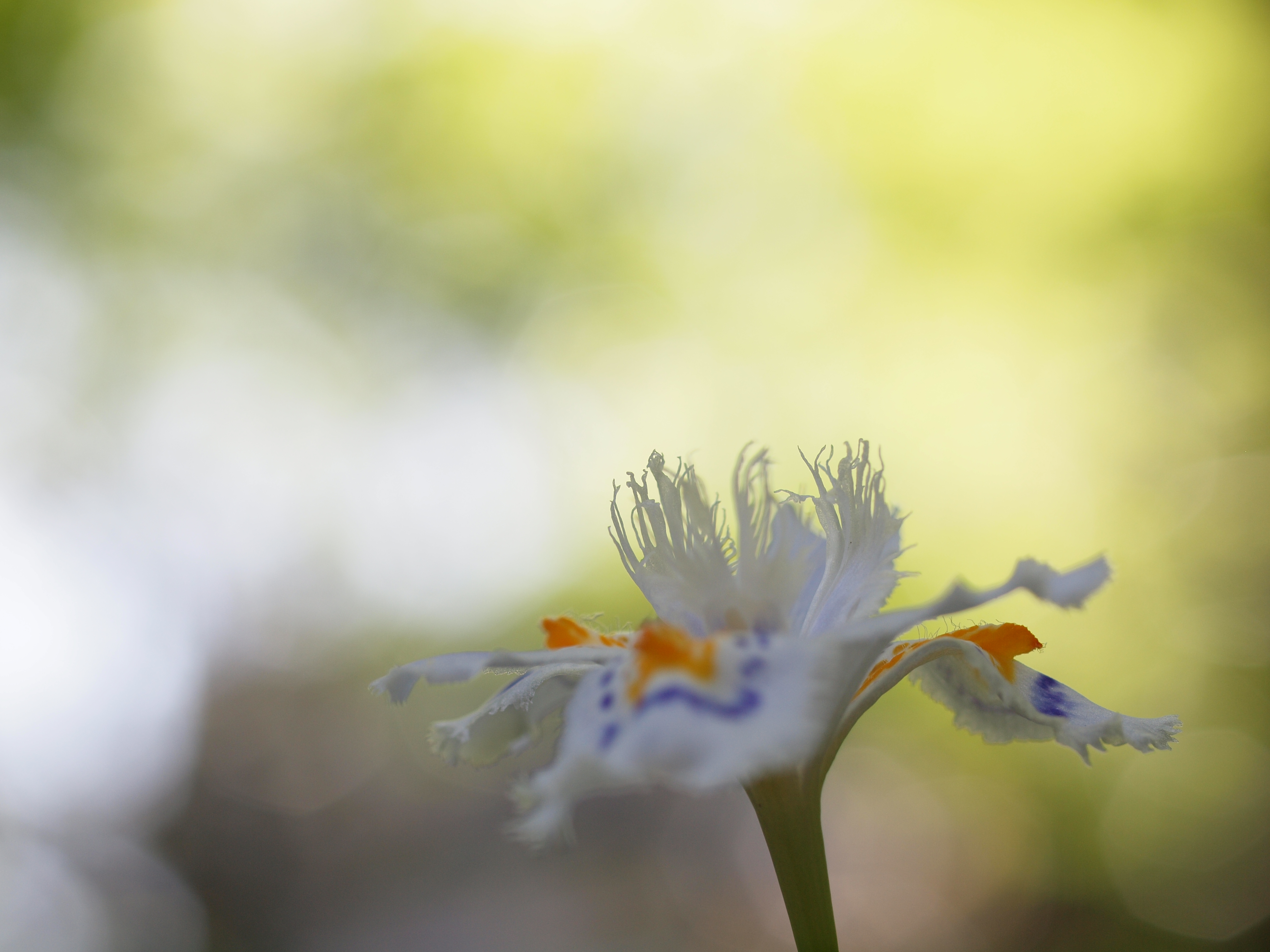 <b>普通に撮ったように見えるかもしれないけれど、カメラを支える左手の甲が地面に触れる状態で撮影している<br>ZUIKO DIGITAL ED 50mm F2 Macro / 4,032×3,024 / 1/250秒 / F4 / +1.3EV / ISO200 / WB:オート</b>