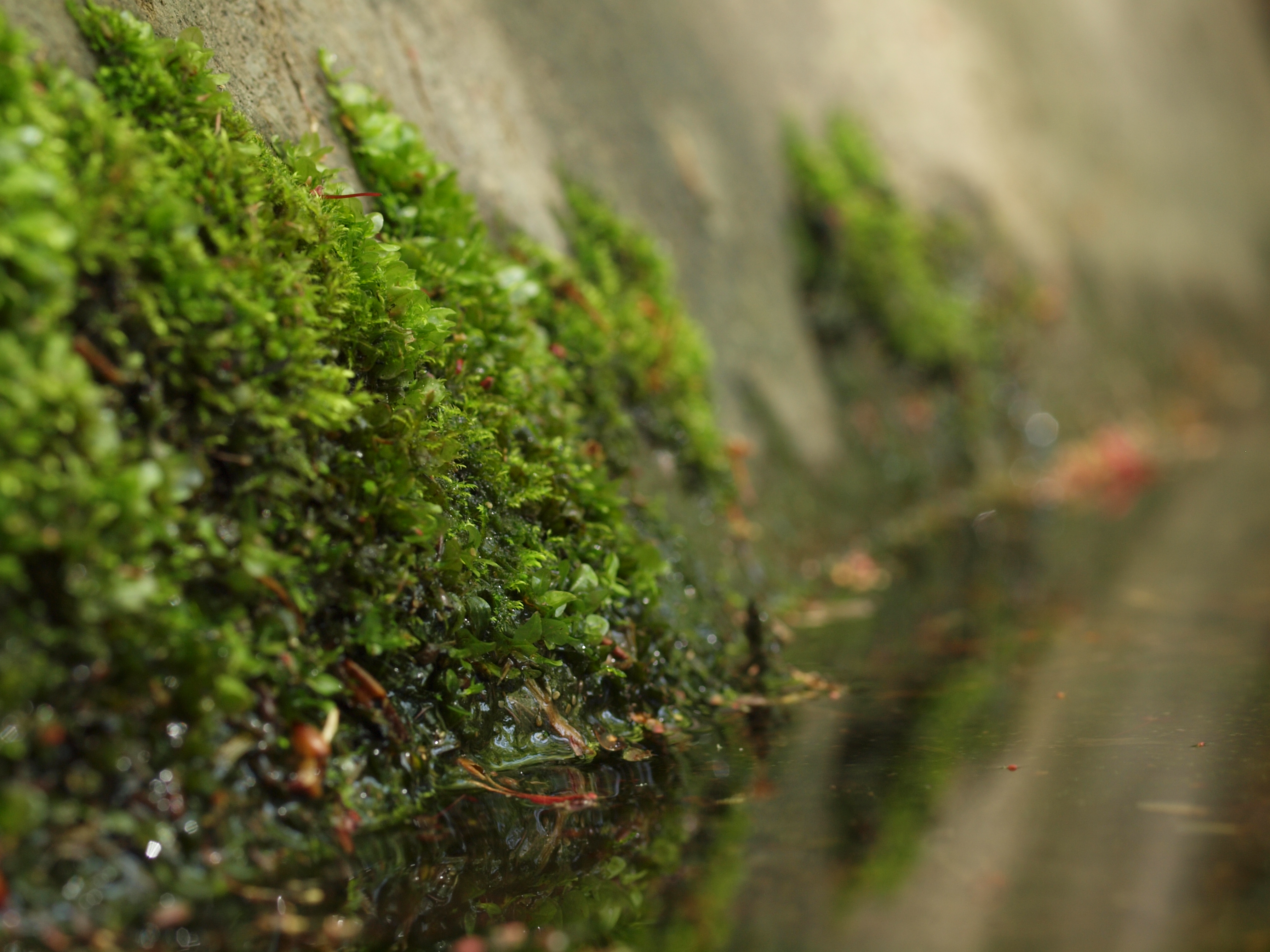 <b>水辺の苔なんかもローアングルでないと撮れない被写体。カメラは地面すれすれでも、ライブビュー+フリーアングルなららくちん<br>ZUIKO DIGITAL ED 50mm F2 Macro / 4,032×3,024 / 1/40秒 / F5.6 / -0.3EV / ISO200 / WB:太陽光</b>