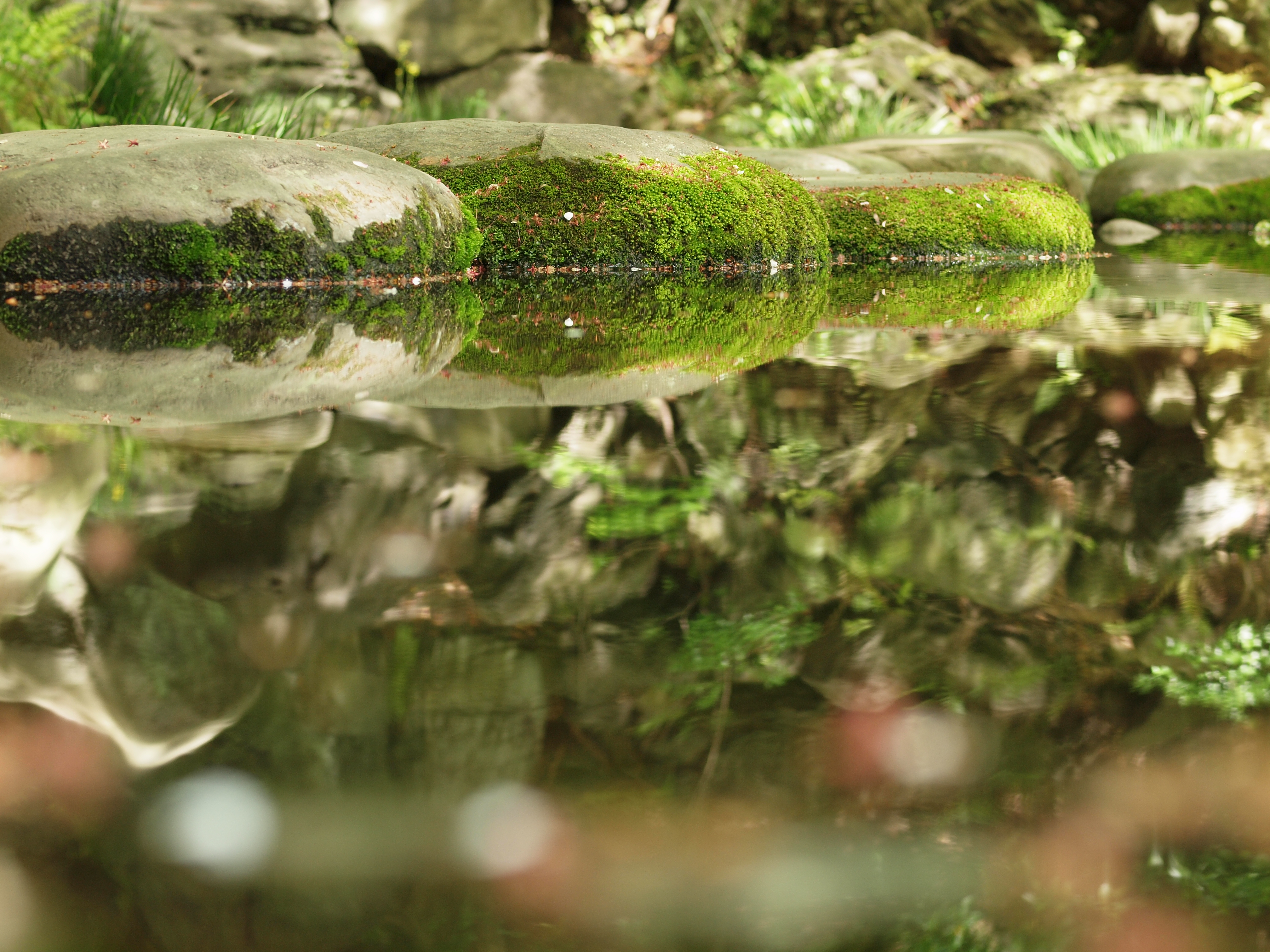 <b>ふと気配を感じて顔を上げると、「何やってるんだ、こいつ?」みたいな視線にぶつかったりもする。ちょっと切なくなる一瞬である<br>ZUIKO DIGITAL ED 50mm F2 Macro / 4,032×3,024 / 1/60秒 / F4 / 0EV / ISO200 / WB:太陽光</b>