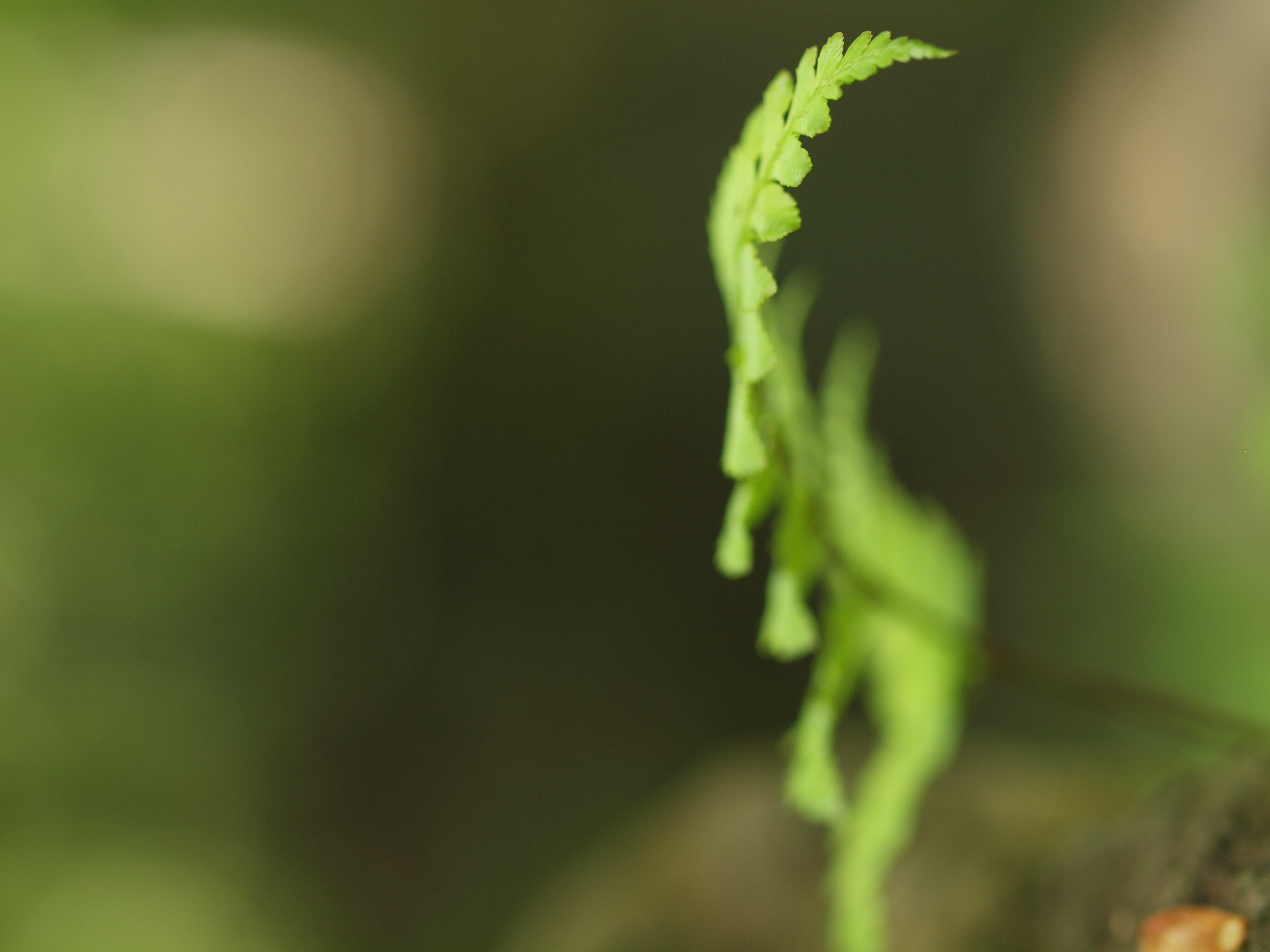 <b>今回は14-42mmと50mmマクロの2本のレンズを持っていったけれど、結局ほとんどは50mmマクロで撮っていた<br>ZUIKO DIGITAL ED 50mm F2 Macro / 4,032×3,024 / 1/80秒 / F2.8 / -0.7EV / ISO200 / WB:太陽光</b>