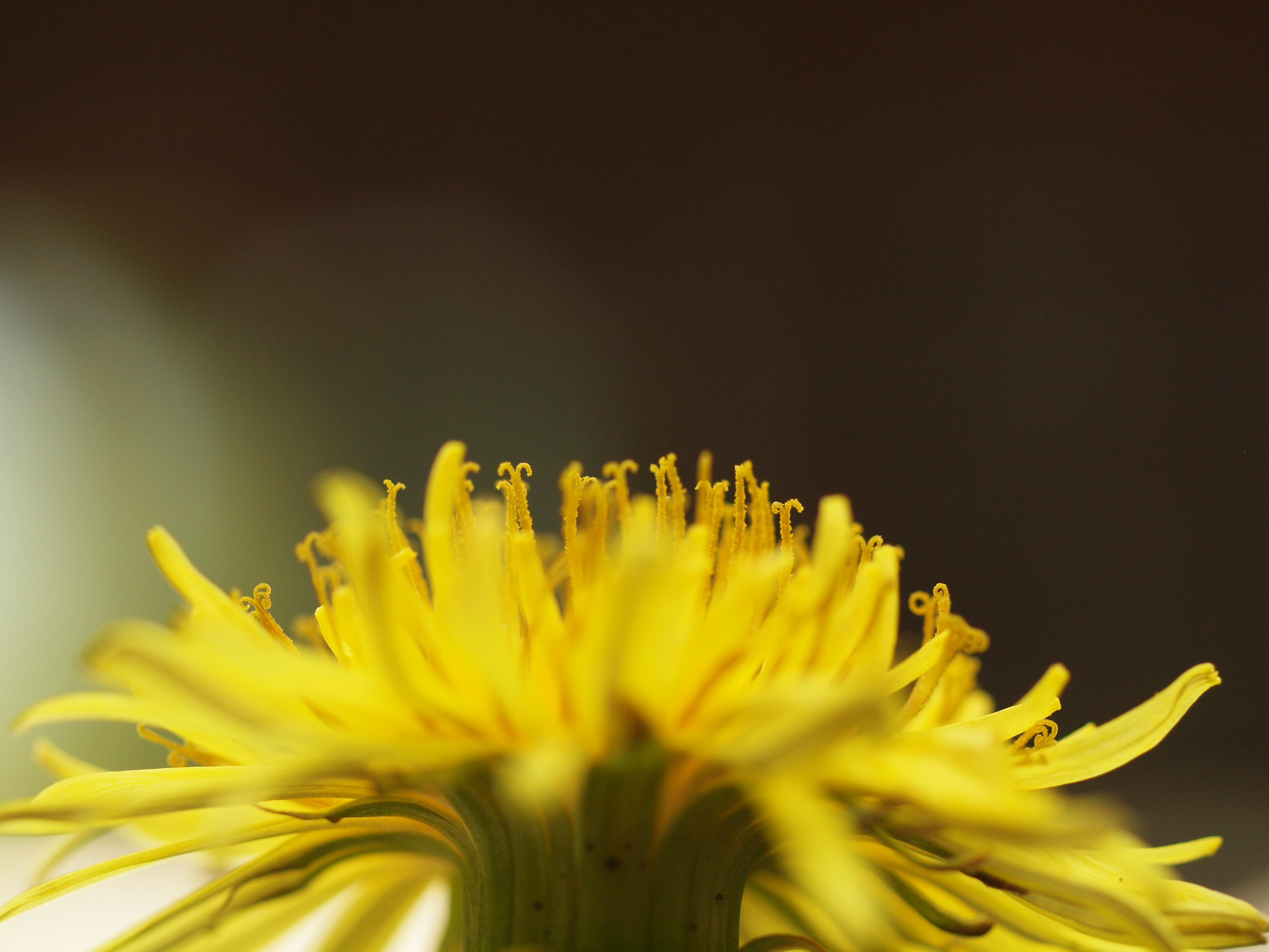 <b>タンポポの花を下から仰ぎ見るアングルというのは普通はあまりないと思う。下から見ることに価値があるかといわれると困るけど<br>ZUIKO DIGITAL ED 50mm F2 Macro / 4,032×3,024 / 1/400秒 / F4 / 0EV / ISO400 / WB:太陽光</b>