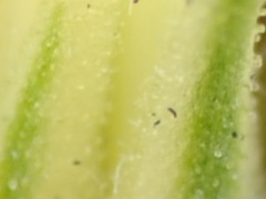 <b>同時記録のJPEG画像。</b>