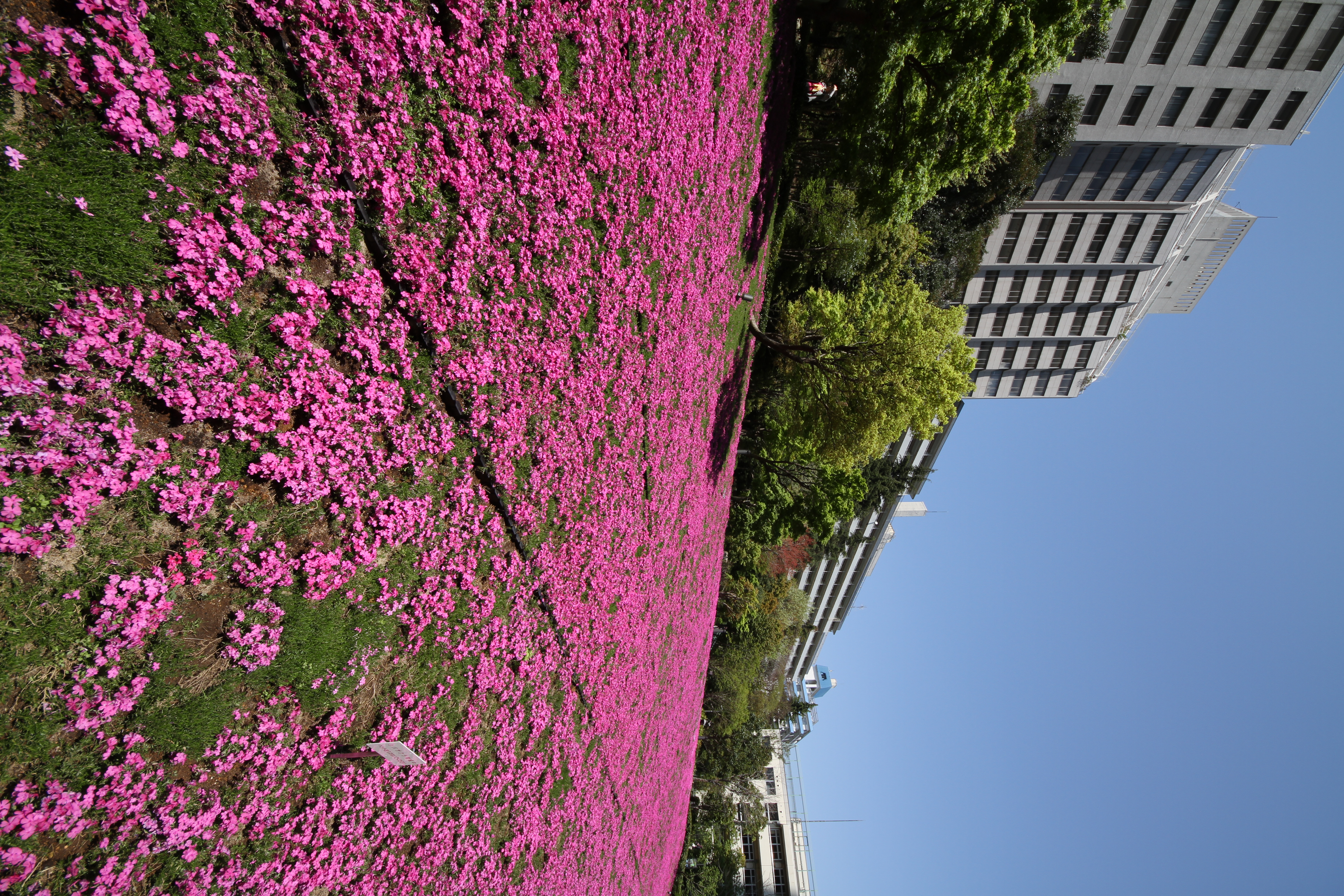 <b>EOS 7D / 8-16mm F4.5-5.6 DC HSM / 約11.1MB / 3,456×5,184 / 1/160秒 / F10 / +0.3EV / ISO100 / WB:オート / 8mm</b>