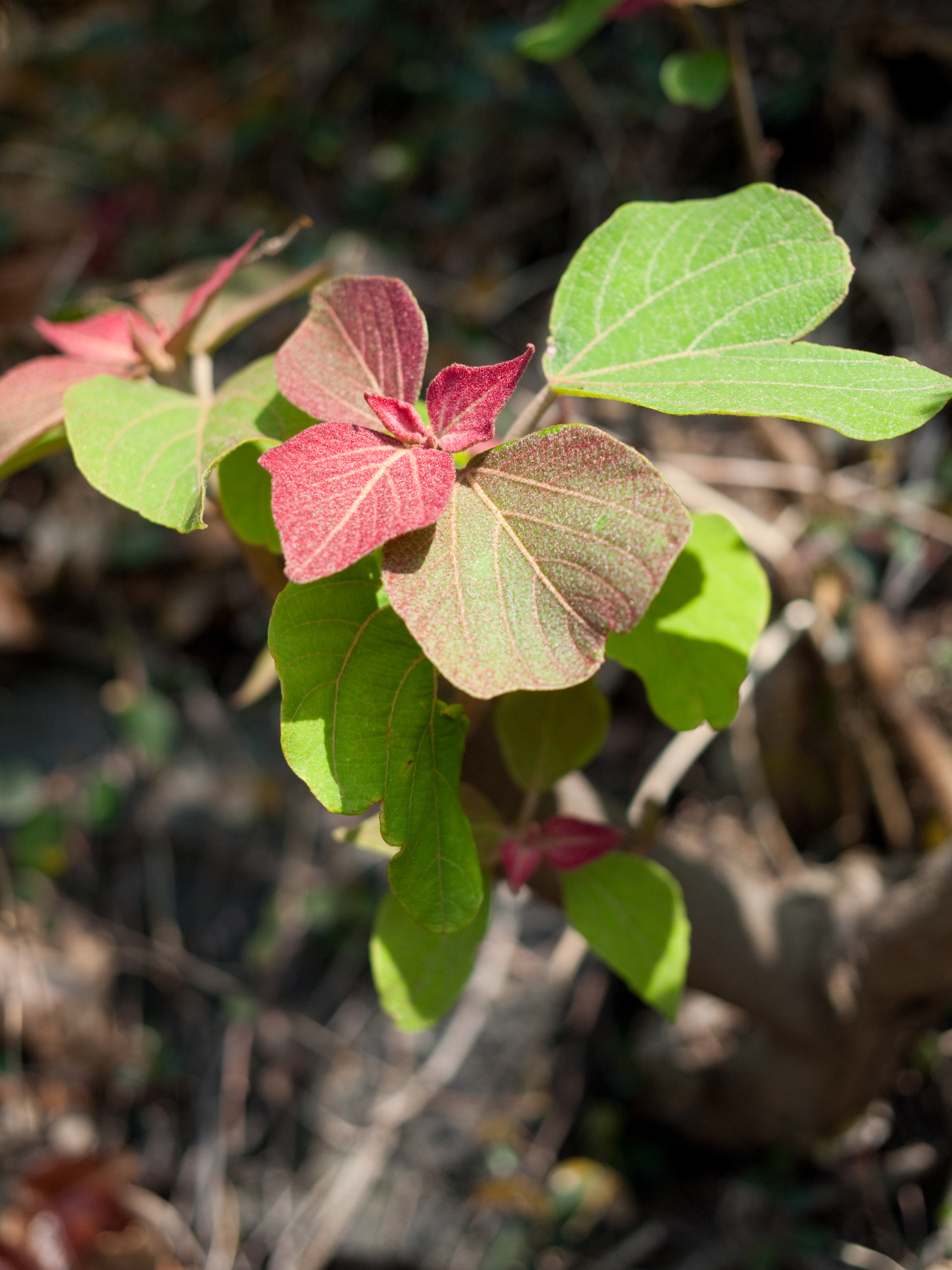 <b>E-P1 / Gビオゴン T* 28mm F2.8 / 4,032×3,024 / 1/1,000秒 / F2.8 / 0EV / ISO200 / WB:オート / 28mm</b>