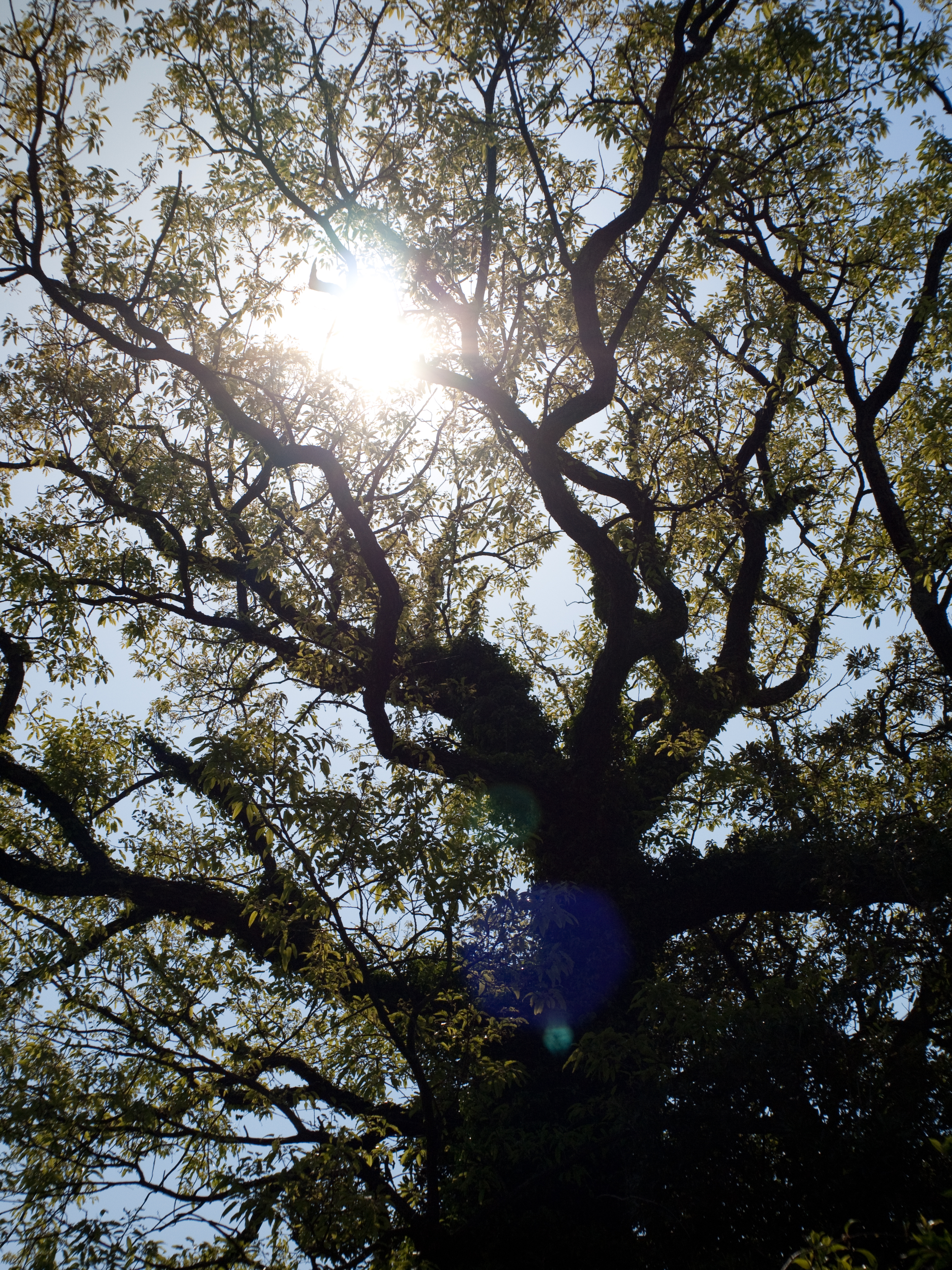 <b>E-P1 / Gビオゴン T* 28mm F2.8 / 4,032×3,024 / 1/4,000秒 / F4 / 0EV / ISO200 / WB:オート / 28mm</b>