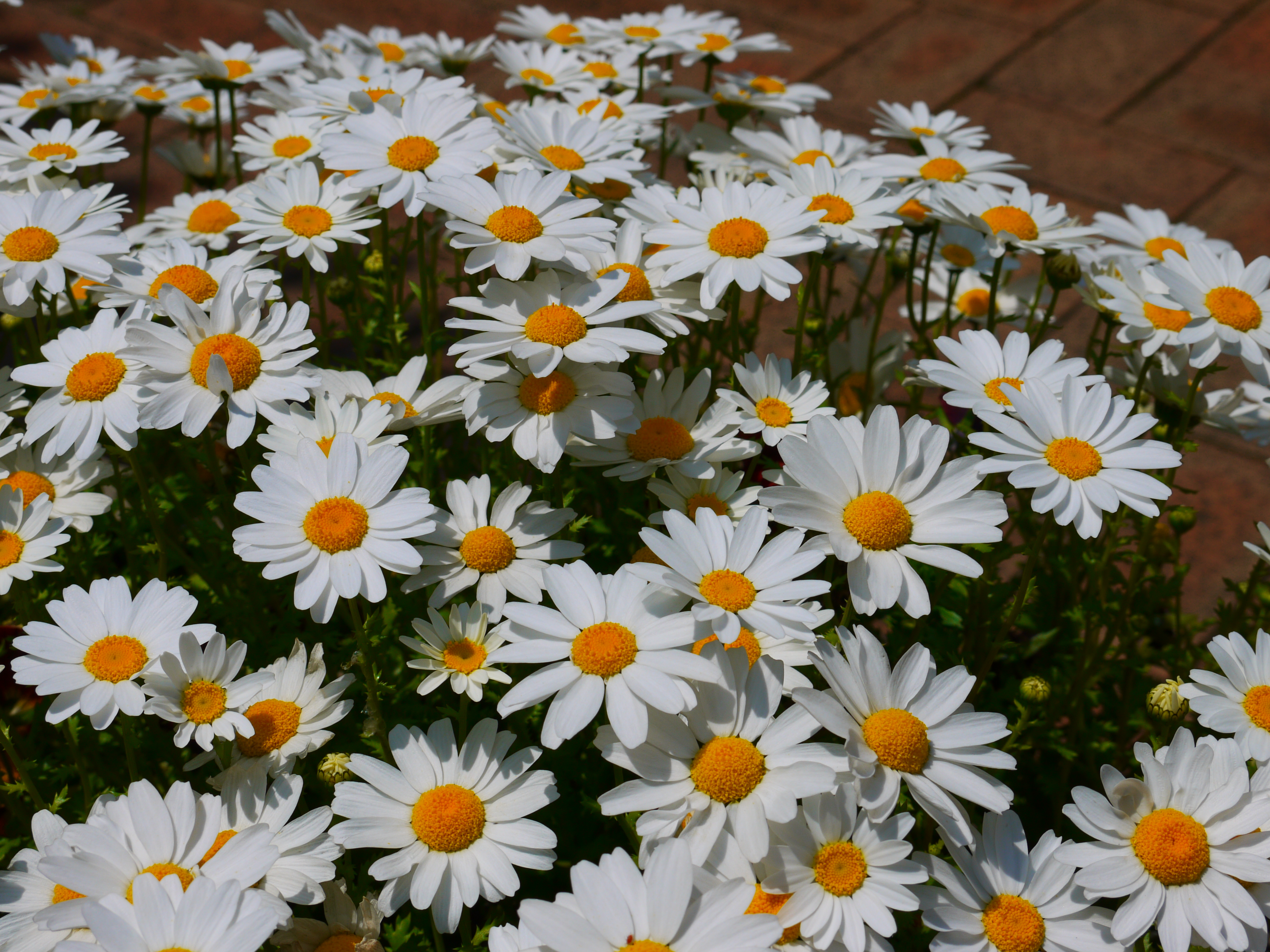 <b>ポップ<br>DMC-G2 / LUMIX G VARIO 14-42mm F3.5-5.6 ASPH. MEGA O.I.S. / 約6.6MB / 4,000×3,000 / 1/640秒 / F11 / 0EV / ISO100 / WB:オート / 33mm</b>