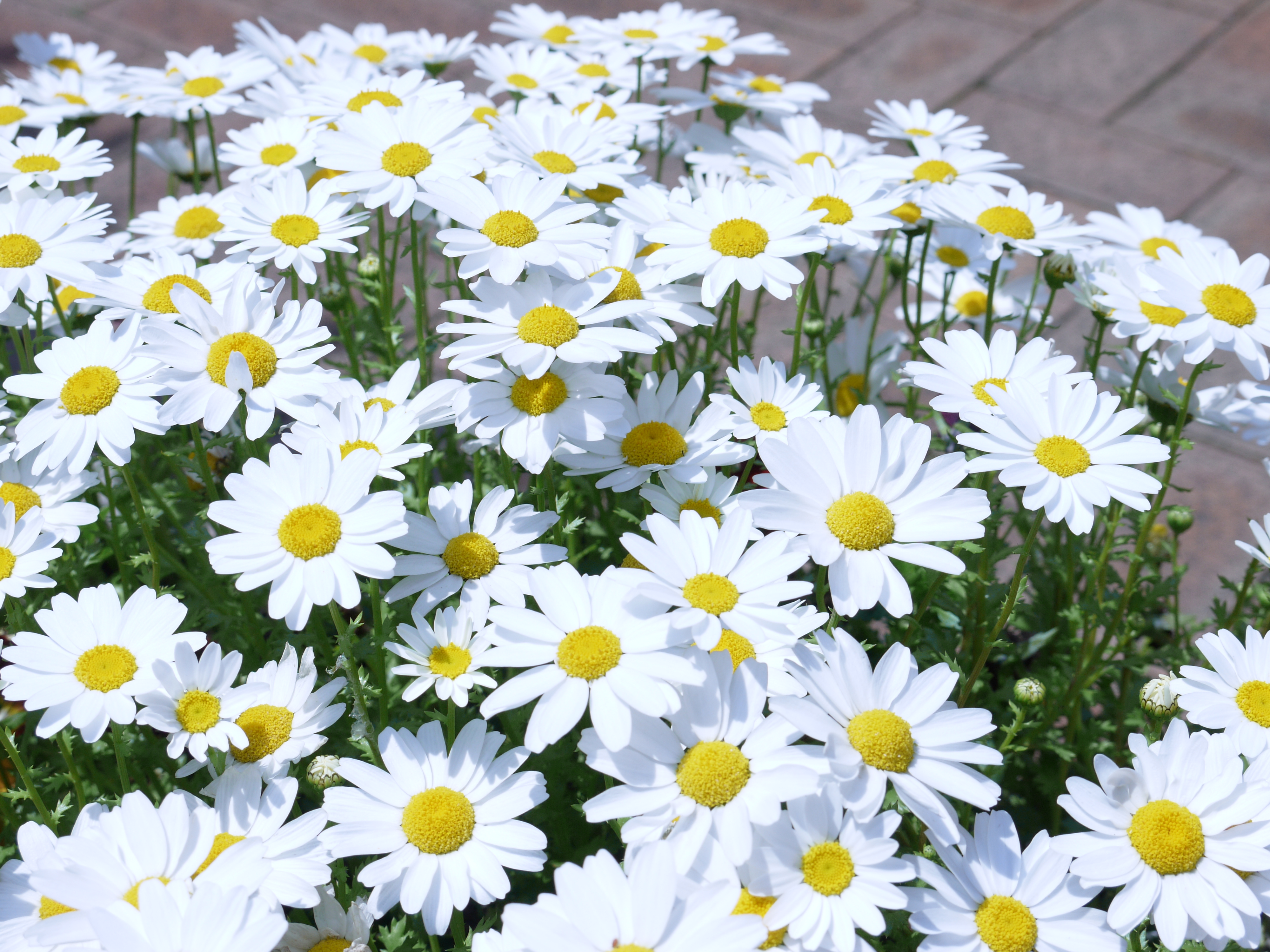 <b>ピュア<br>DMC-G2 / LUMIX G VARIO 14-42mm F3.5-5.6 ASPH. MEGA O.I.S. / 約5.6MB / 4,000×3,000 / 1/400秒 / F10 / 0EV / ISO100 / WB:オート / 33mm</b>