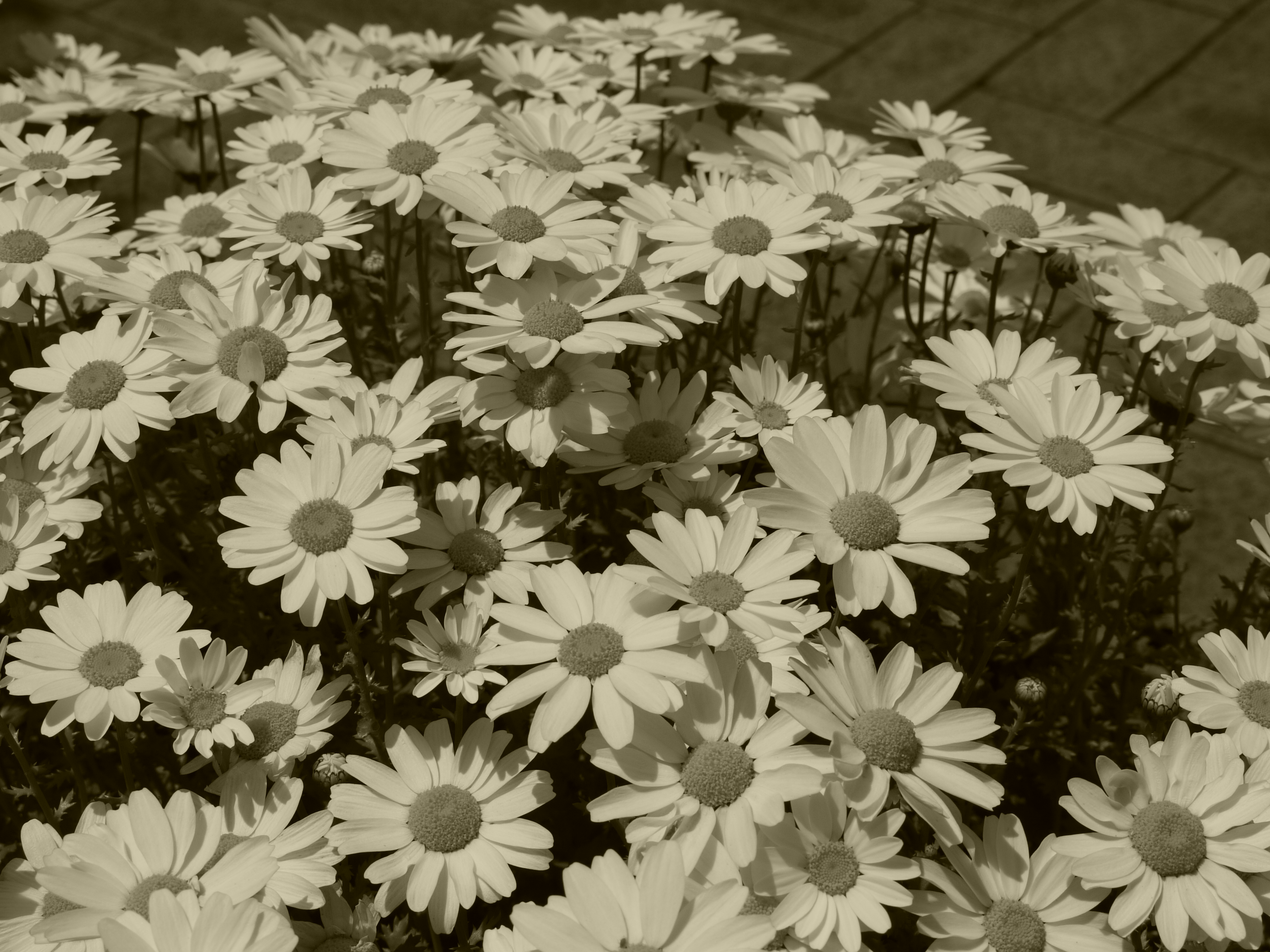 <b>モノクローム<br>DMC-G2 / LUMIX G VARIO 14-42mm F3.5-5.6 ASPH. MEGA O.I.S. / 約4.5MB / 4,000×3,000 / 1/640秒 / F13 / 0EV / ISO100 / WB:オート / 33mm</b>