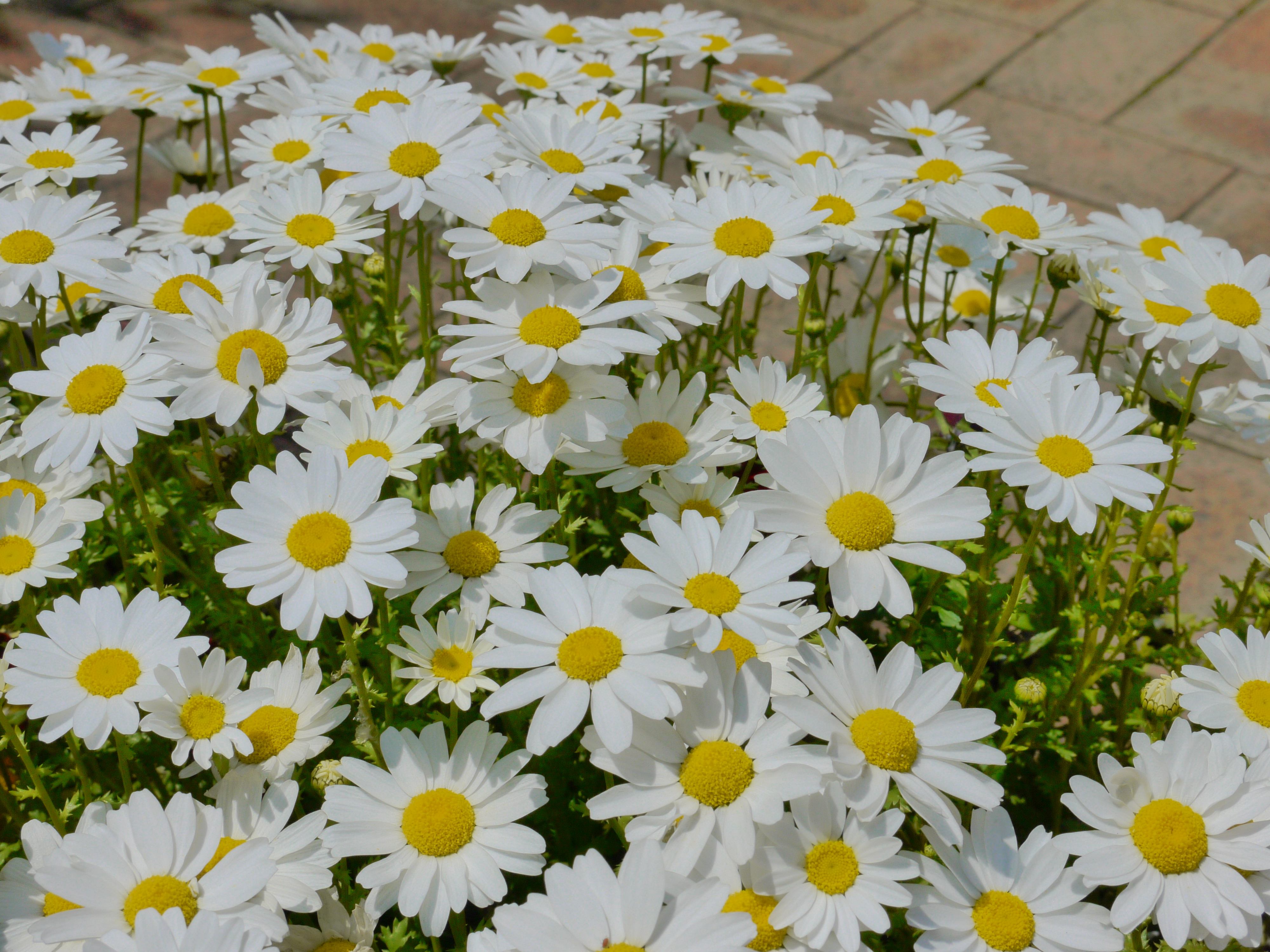 <b>ダイナミックアート<br>DMC-G2 / LUMIX G VARIO 14-42mm F3.5-5.6 ASPH. MEGA O.I.S. / 約6.8MB / 4,000×3,000 / 1/800秒 / F14 / 0EV / ISO400 / WB:オート / 33mm</b>