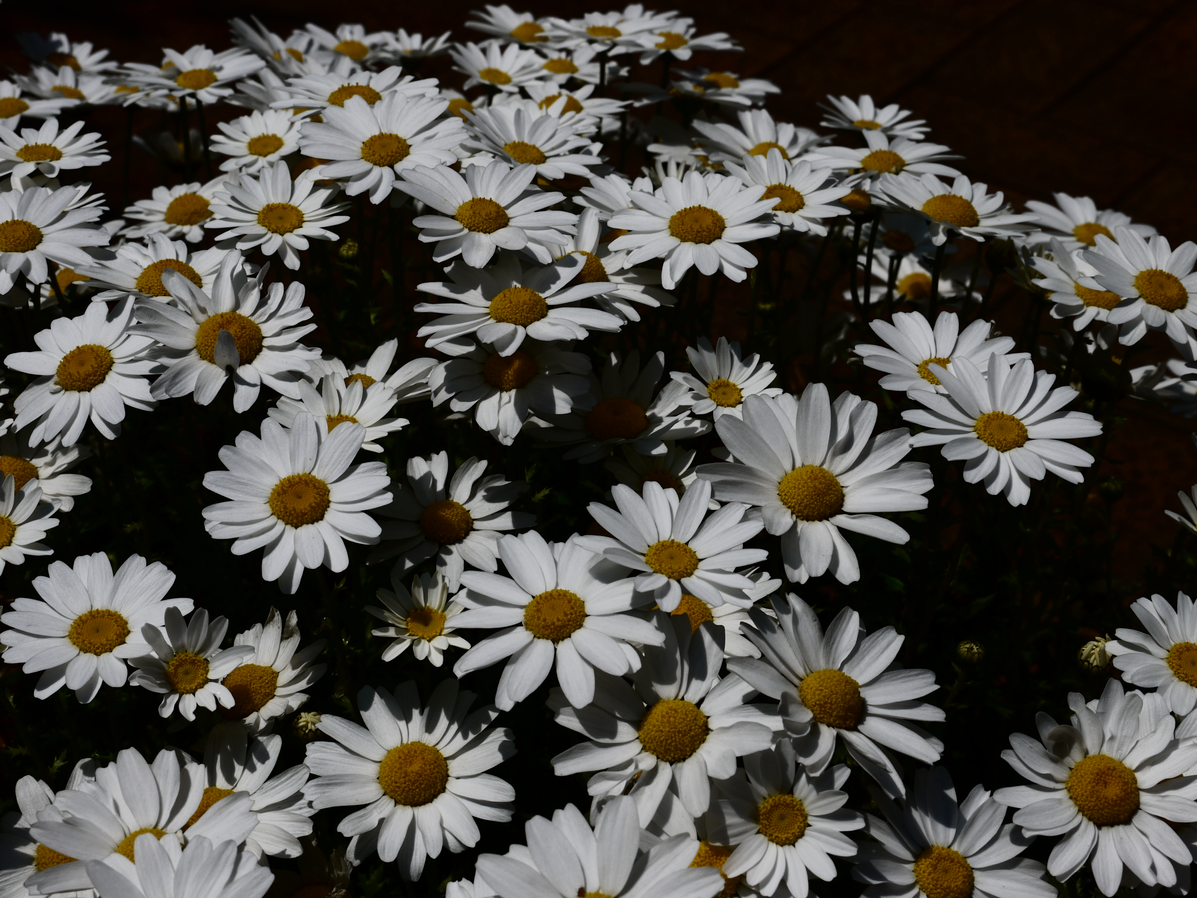 <b>シルエット<br>DMC-G2 / LUMIX G VARIO 14-42mm F3.5-5.6 ASPH. MEGA O.I.S. / 約5.4MB / 4,000×3,000 / 1/640秒 / F13 / 0EV / ISO100 / WB:オート / 33mm</b>