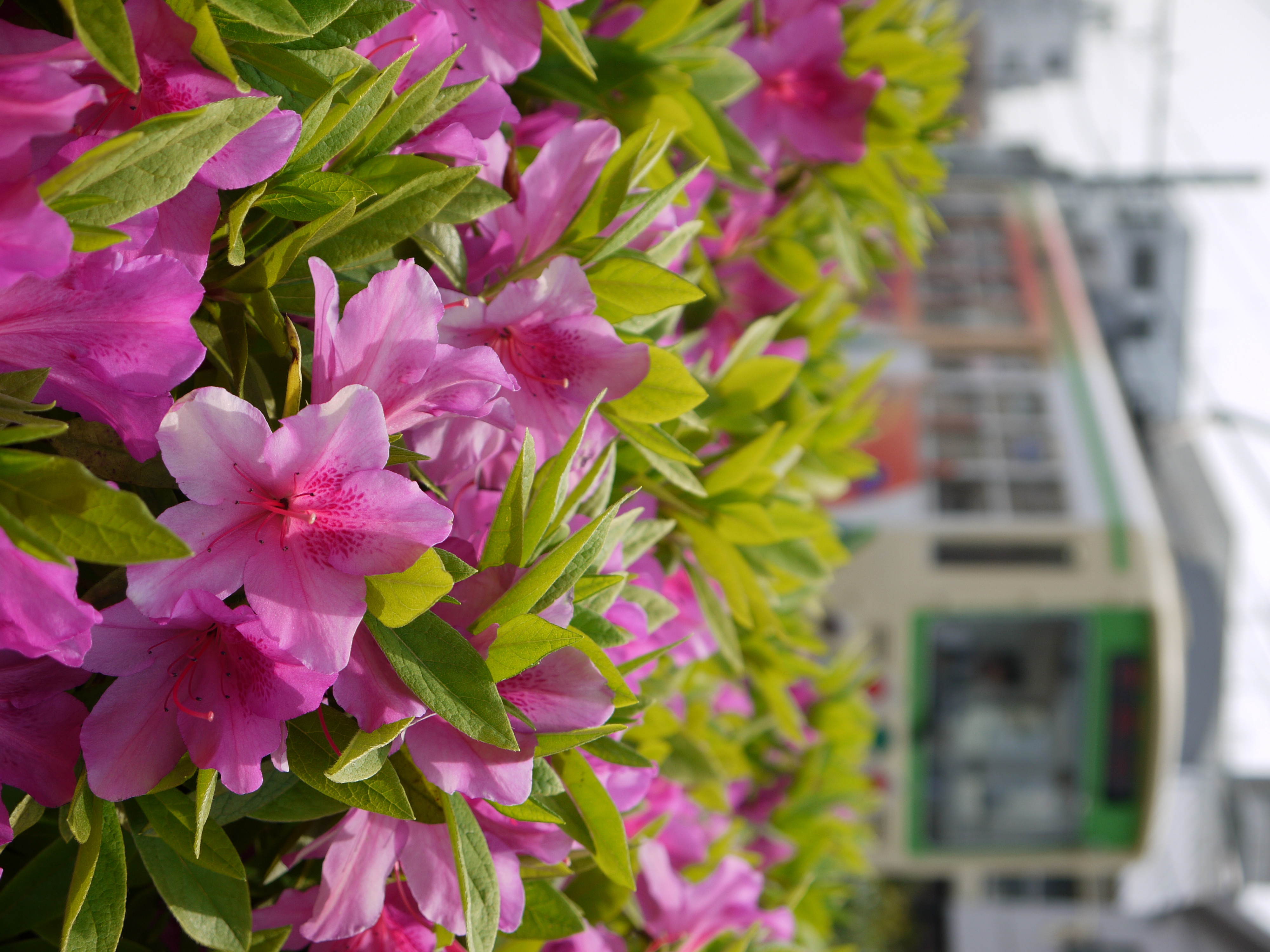 <b>DMC-G2 / LUMIX G VARIO 14-42mm F3.5-5.6 ASPH. MEGA O.I.S. / 約4.6MB / 3,000×4,000 / 1/500秒 / F5.6 / 0EV / ISO100 / WB:オート / 31mm</b>