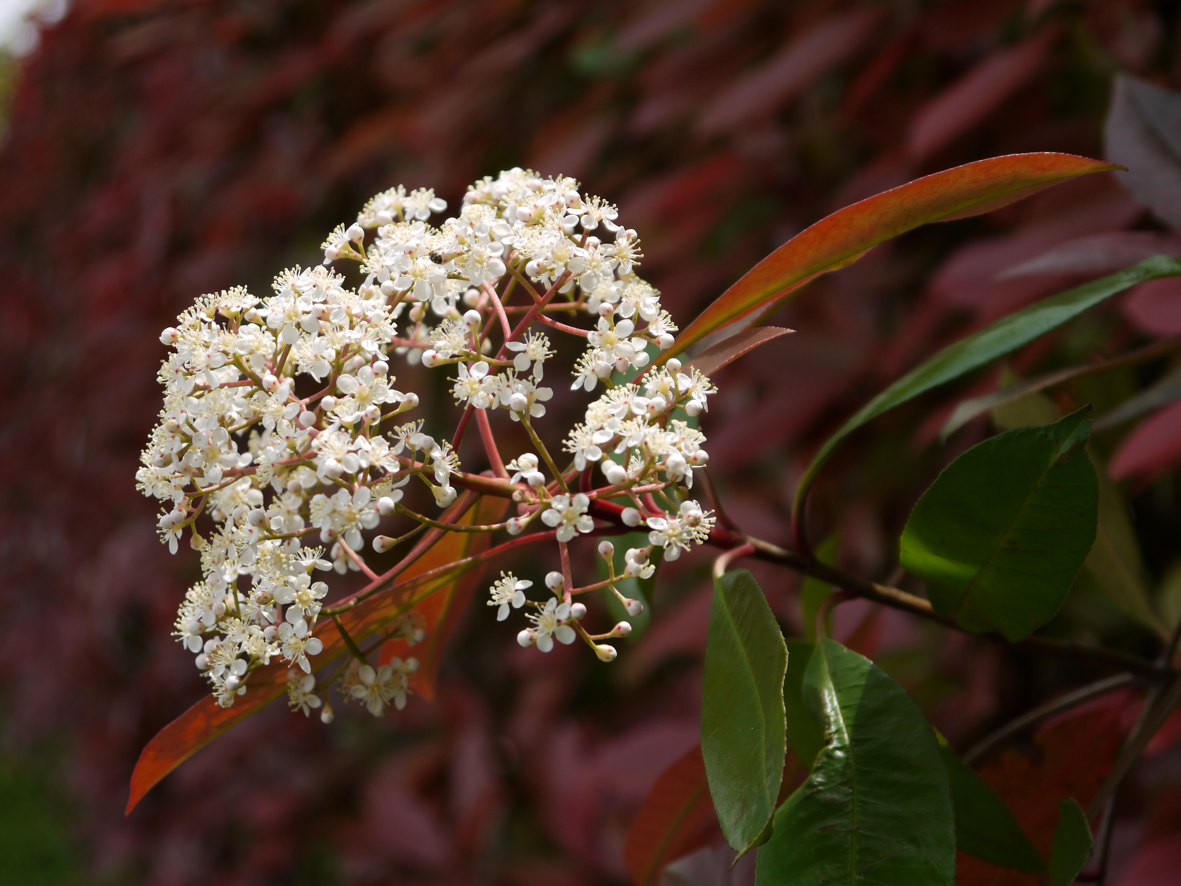 <b>DMC-G2 / LUMIX G VARIO 14-42mm F3.5-5.6 ASPH. MEGA O.I.S. / 約4.4MB / 4,000×3,000 / 1/320秒 / F5.6 / -0.3EV / ISO100 / WB:オート / 42mm</b>