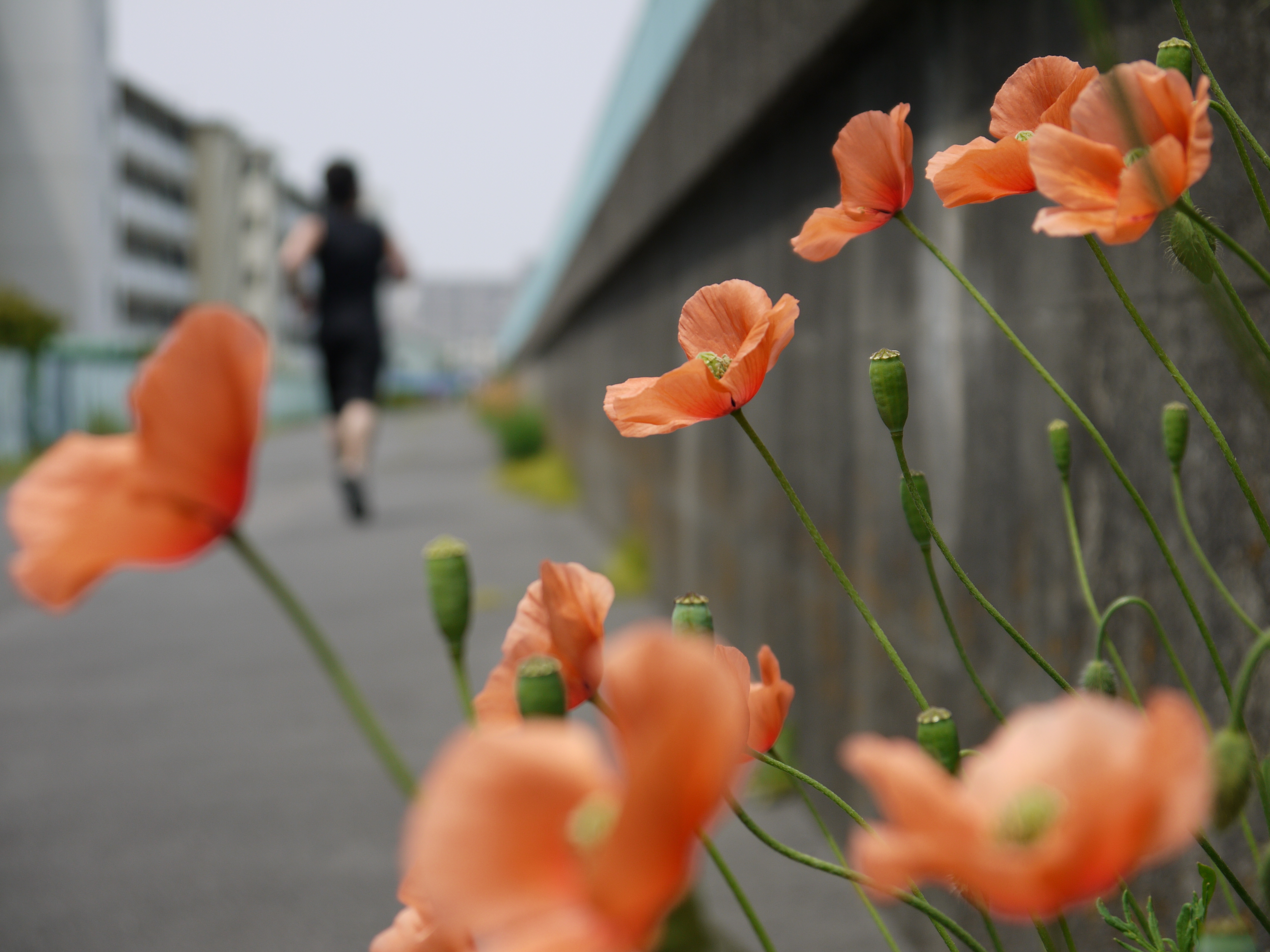 <b>DMC-G2 / LUMIX G VARIO 14-42mm F3.5-5.6 ASPH. MEGA O.I.S. / 約3.8MB / 4,000×3,000 / 1/500秒 / F5.6 / 0EV / ISO100 / WB:オート / 42mm</b>