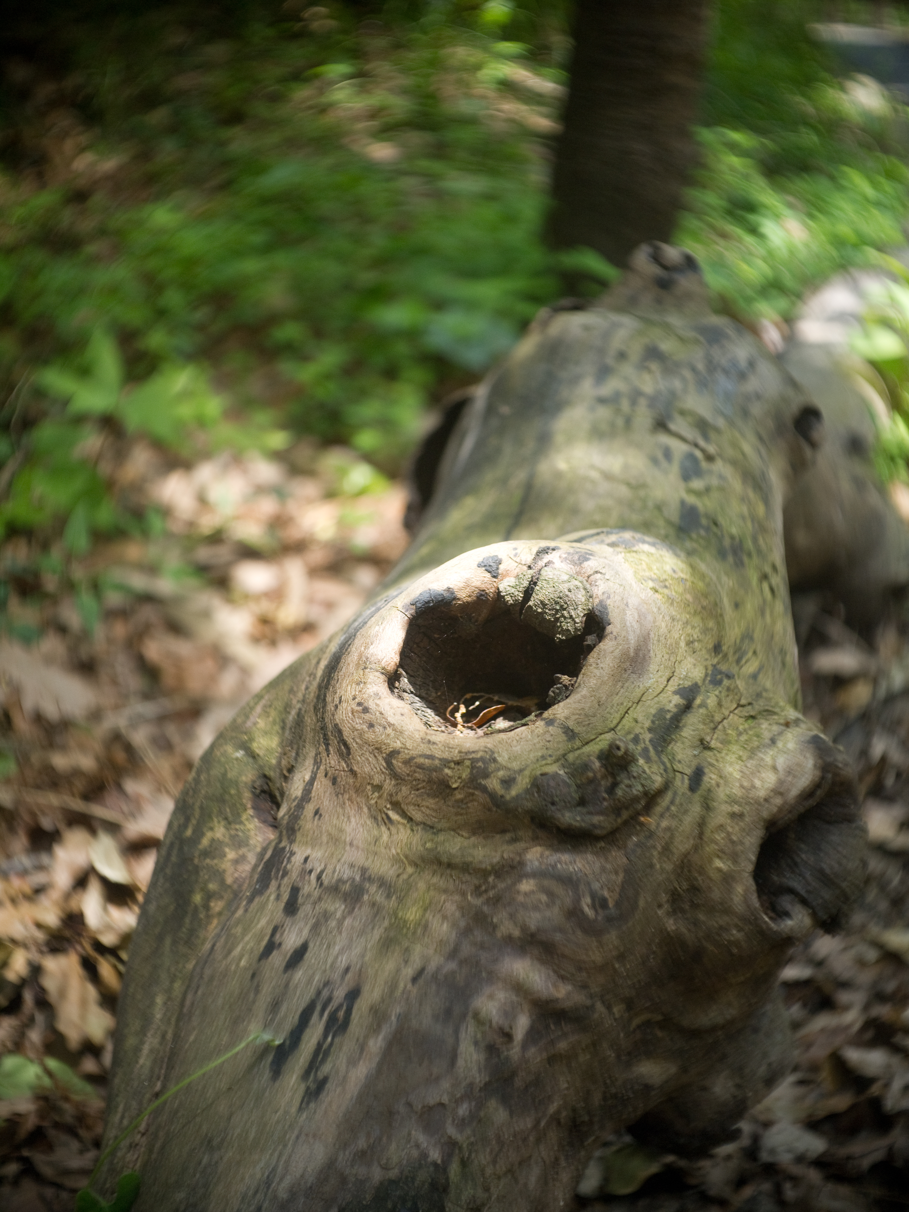 <b>E-PL1 / ヘクトールラピッド 2.7cm F1.4 / 4,032×3,024 / 1/200秒 / F2 / 0EV / ISO200 / WB:オート / 27mm</b>