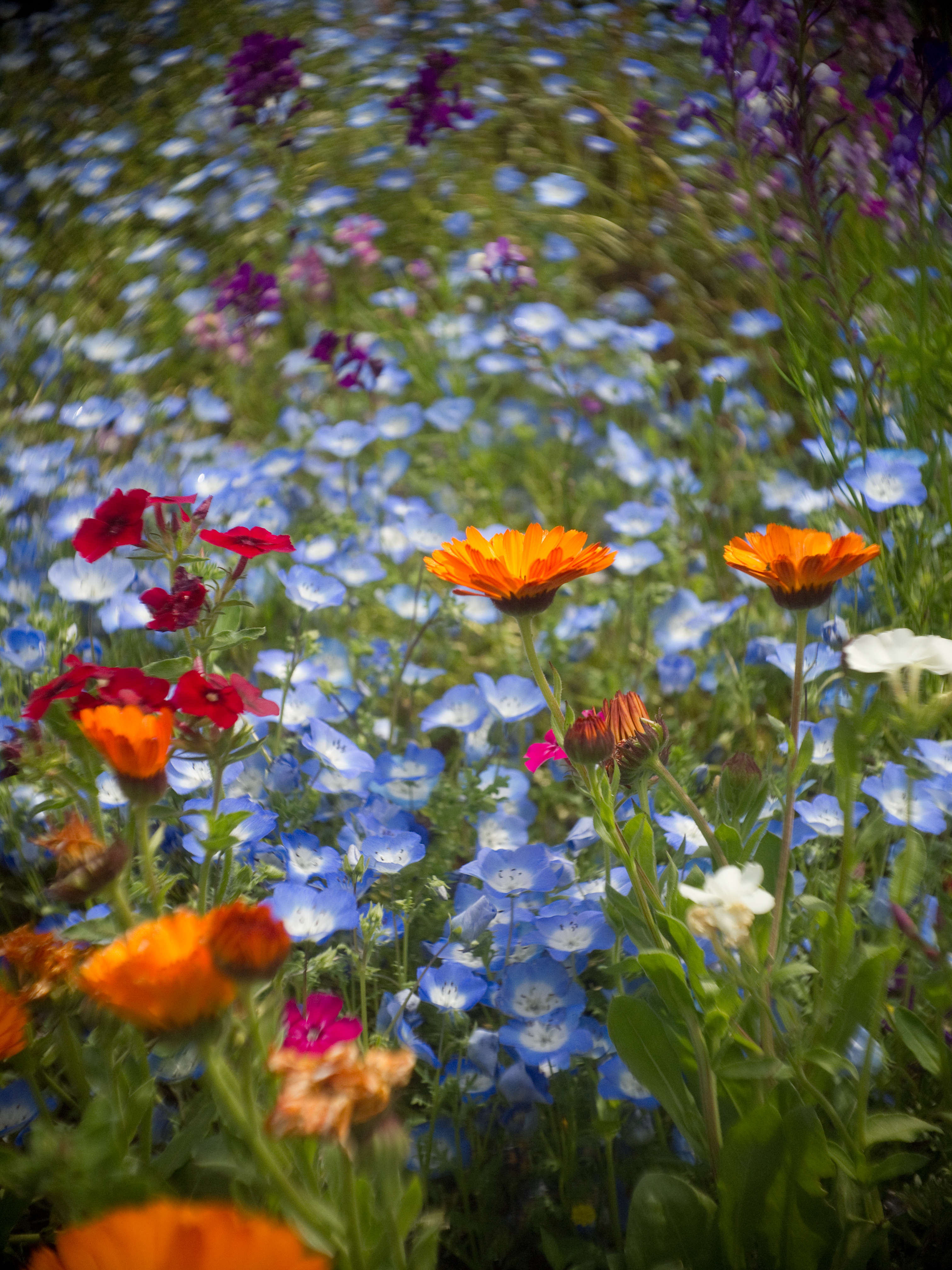 <b>E-PL1 / ヘクトールラピッド 2.7cm F1.4 / 4,032×3,024 / 1/1,250秒 / F2 / 0EV / ISO200 / WB:オート / 27mm</b>