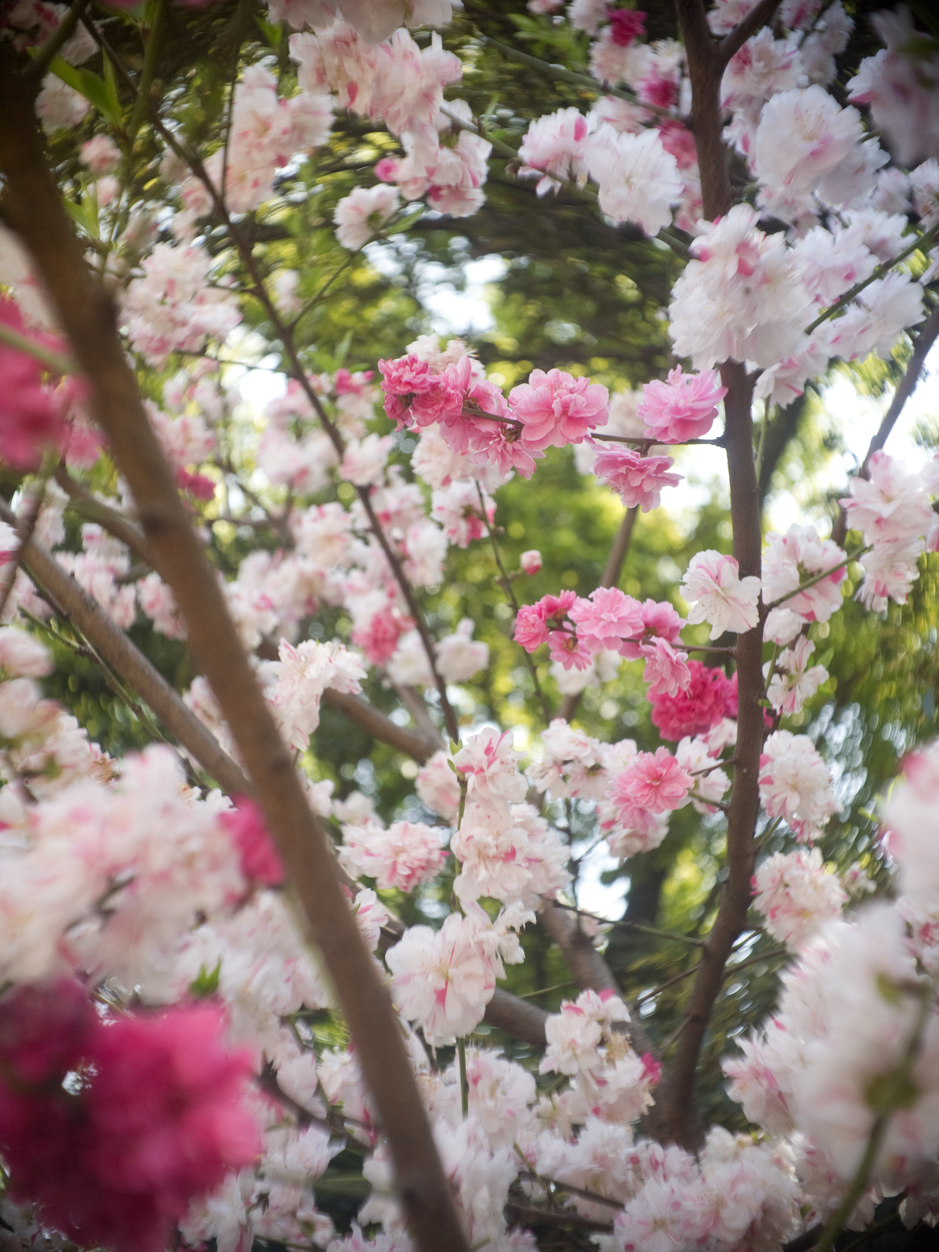 <b>E-PL1 / ヘクトールラピッド 2.7cm F1.4 / 4,032×3,024 / 1/250秒 / F2 / +0.7EV / ISO200 / WB:オート / 27mm</b>