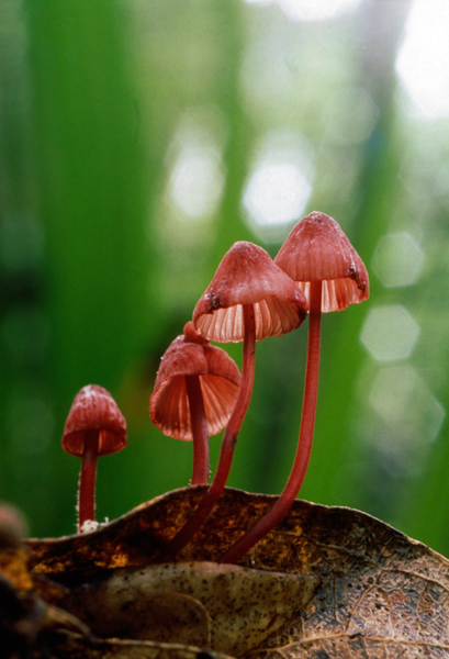 <b>(c)伊沢正名</b>