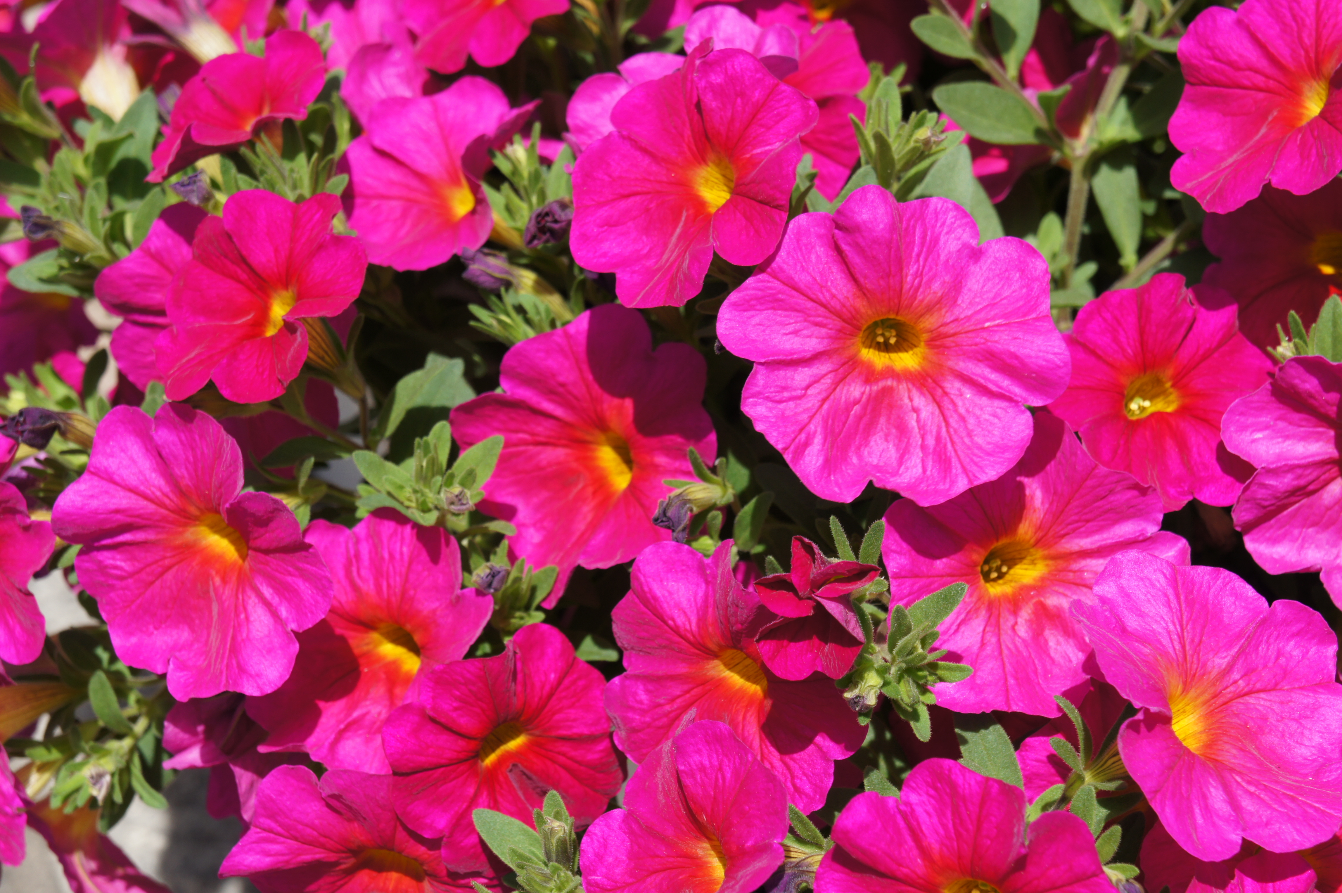 <b>NEX-5 / E 18-55mm F3.5-5.6 OSS / 約4.7MB / 4,592×3,056 / 1/250秒 / F9 / 0EV / ISO200 / 55mm</b>