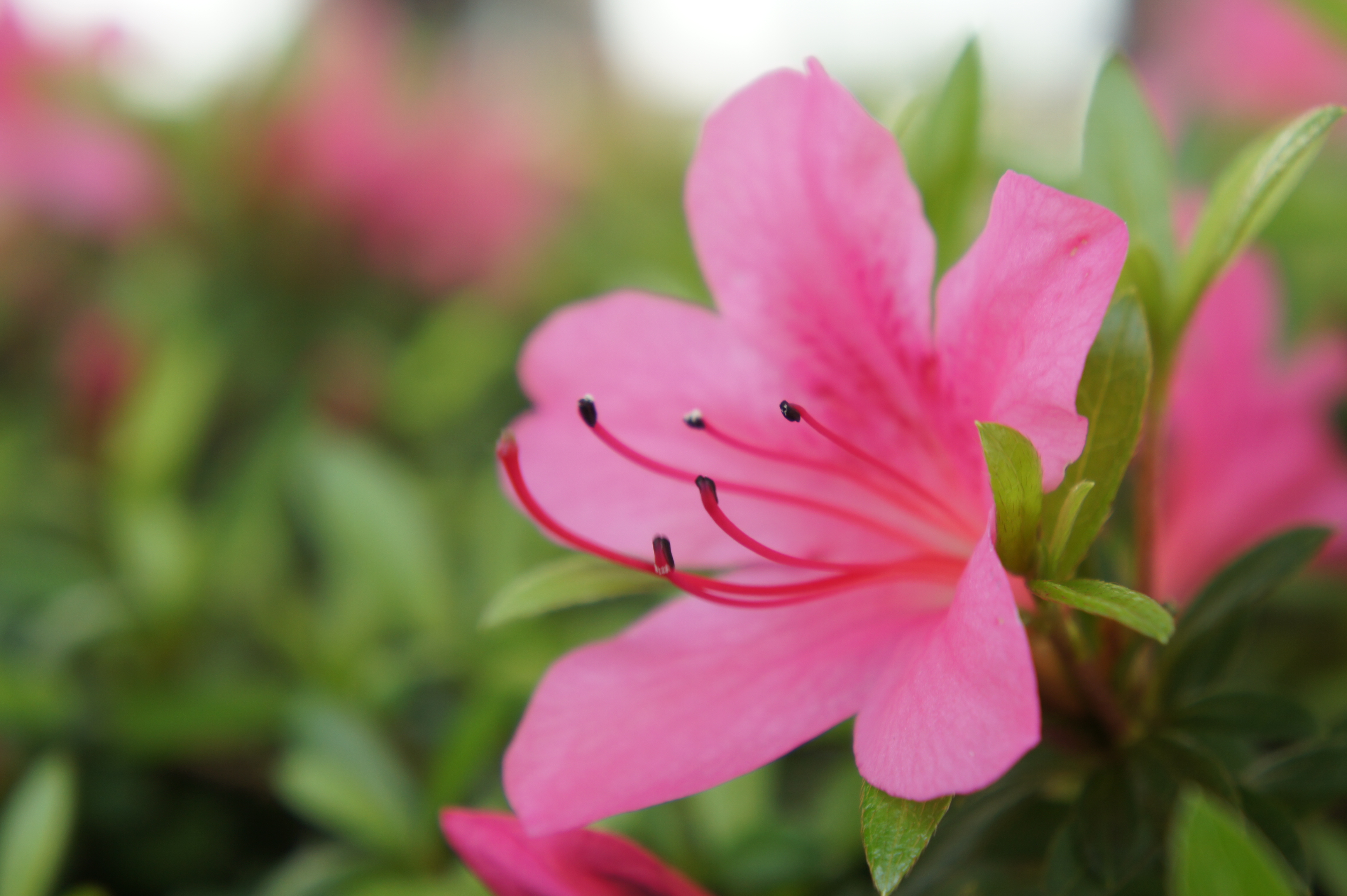 <b>NEX-5 / E 18-55mm F3.5-5.6 OSS / 約3.0MB / 4,592×3,056 / 1/125秒 / F5.6 / 0EV / ISO200 / 55mm</b>