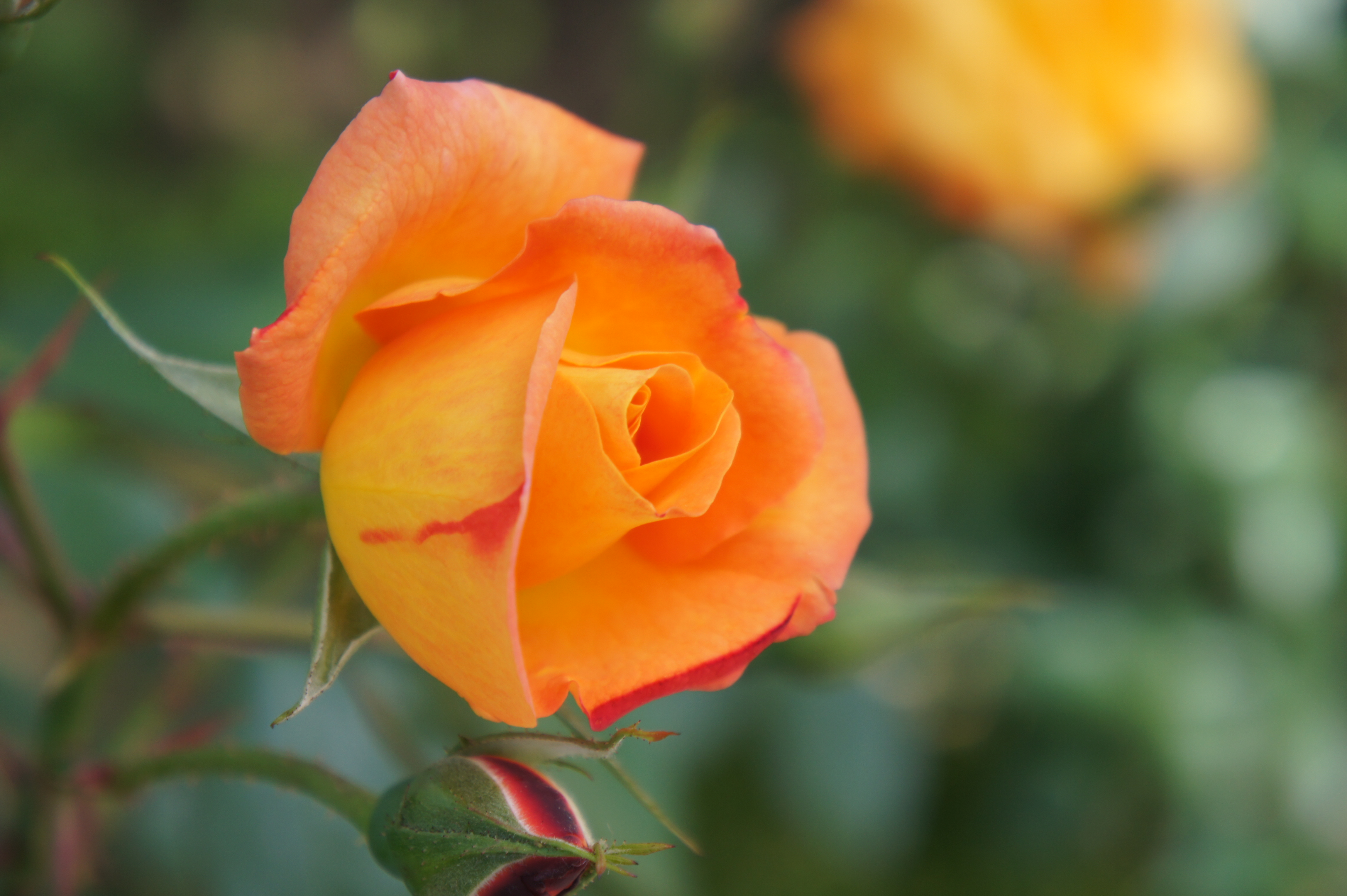 <b>NEX-5 / E 18-55mm F3.5-5.6 OSS / 約3.1MB / 4,592×3,056 / 1/250秒 / F5.6 / 0EV / ISO200 / 55mm</b>