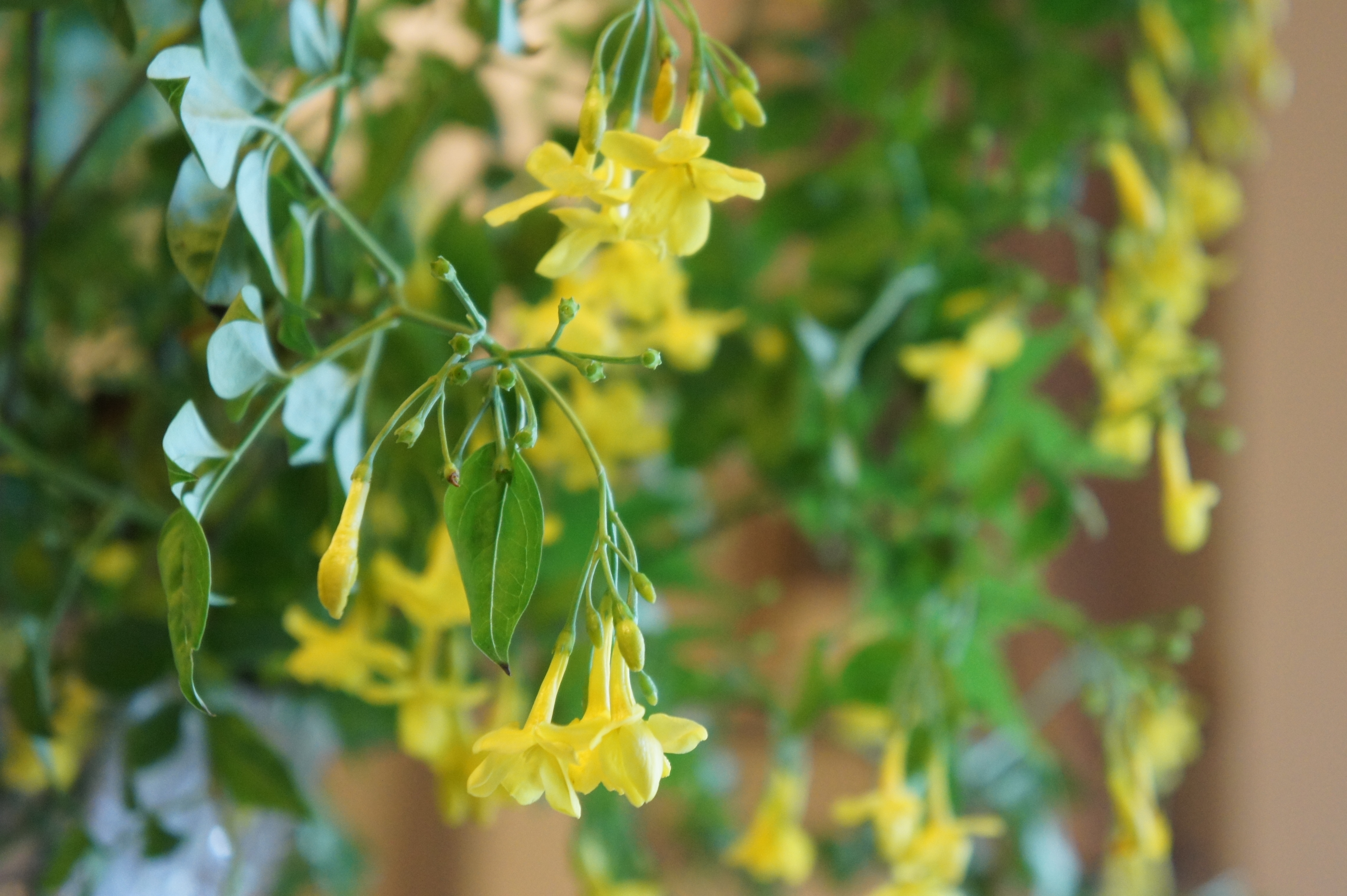 <b>NEX-5 / E 18-55mm F3.5-5.6 OSS / 約3.7MB / 4,592×3,056 / 1/40秒 / F5.6 / 0EV / ISO1600 / 55mm</b>