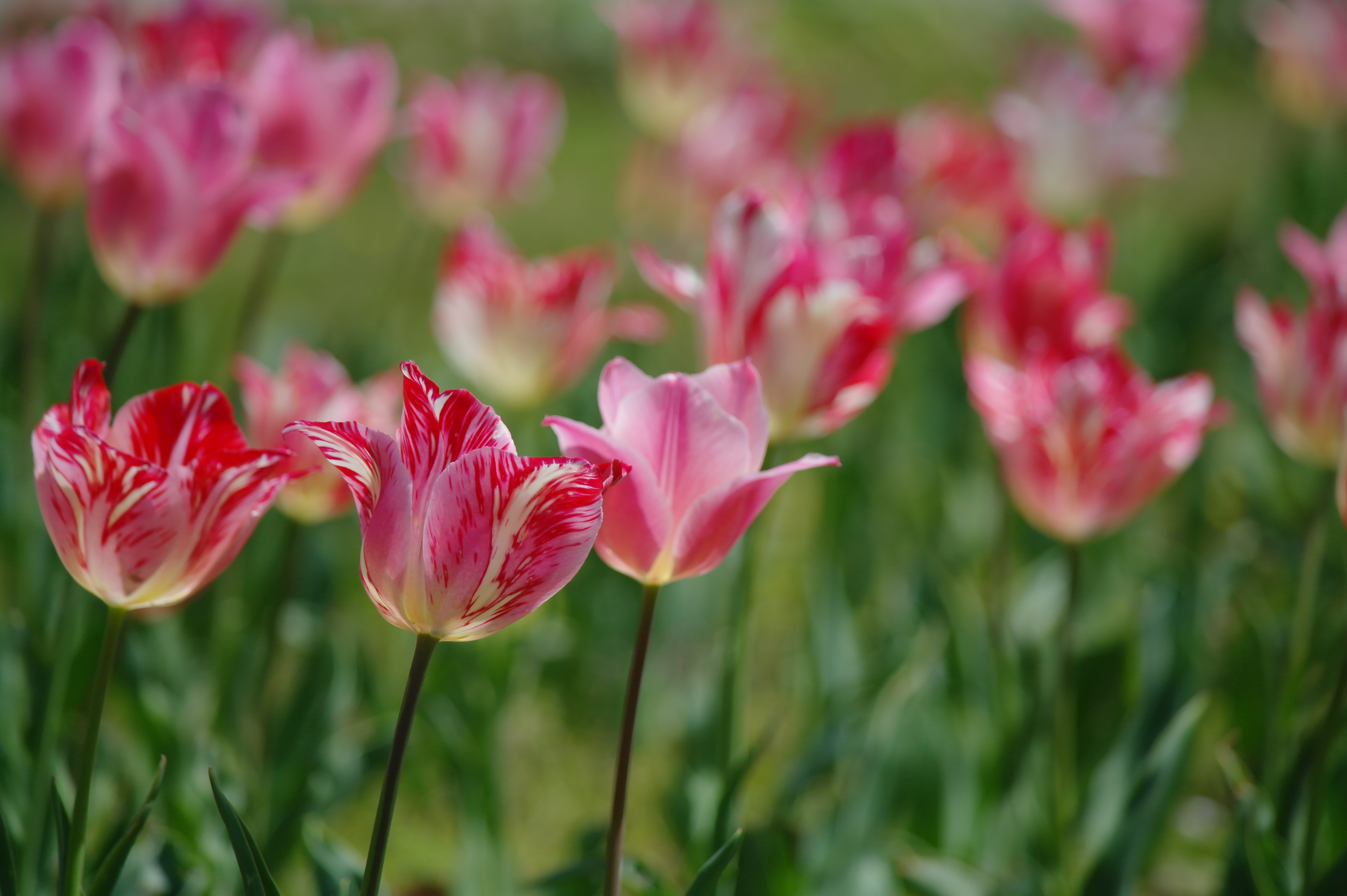 <b>NX10 / SAMSUNG ZOOM LENS 50-200mm F4-5.6 ED OIS / 約3.2MB / 4,592×3,056 / 1/640秒 / F5.6 / 0EV / ISO200 / WB:Auto / 200mm</b>