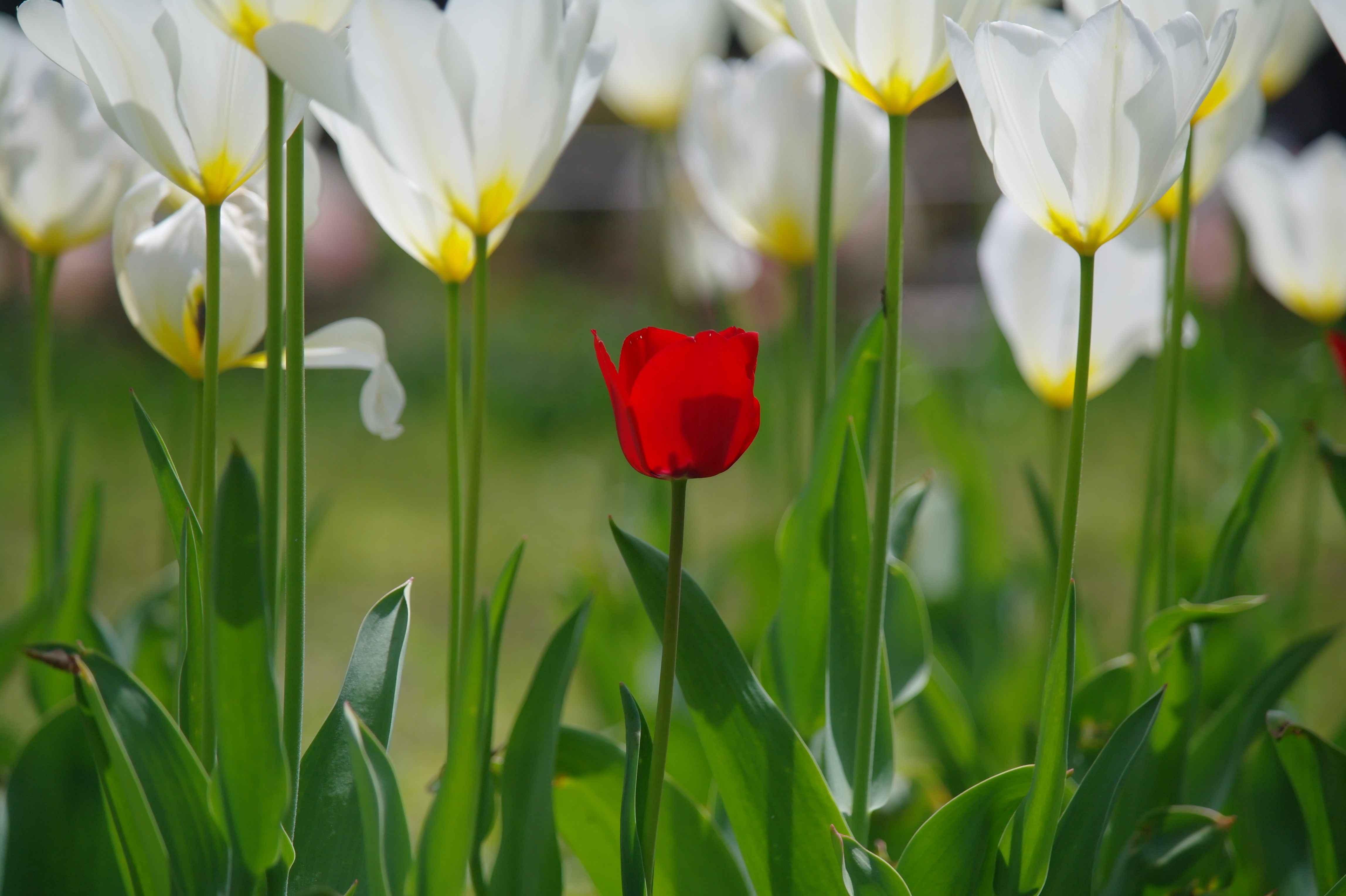 <b>NX10 / SAMSUNG ZOOM LENS 50-200mm F4-5.6 ED OIS / 約3.4MB / 4,592×3,056 / 1/750秒 / F5.6 / 0EV / ISO200 / WB:Auto / 150mm</b>