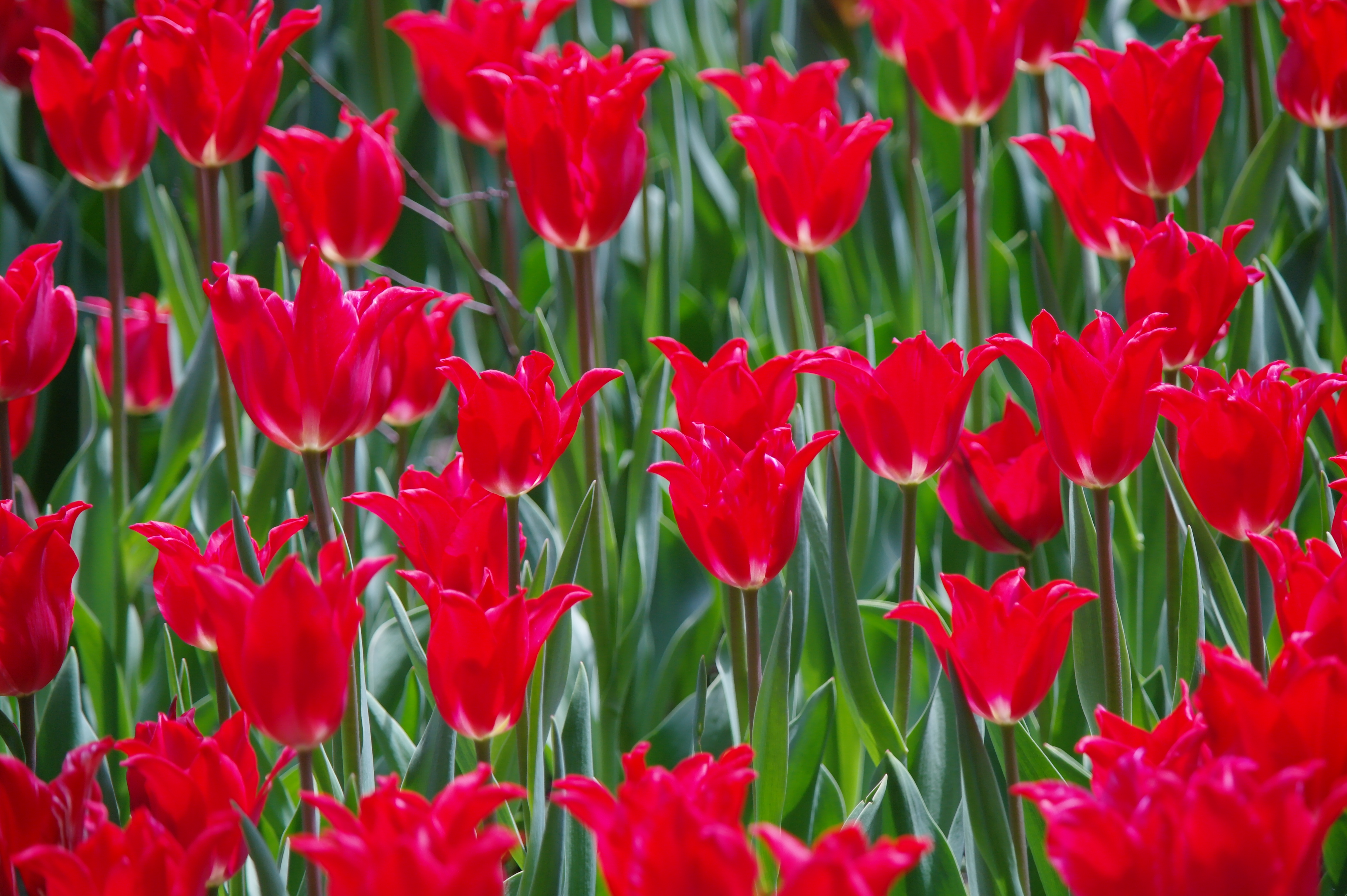 <b>NX10 / SAMSUNG ZOOM LENS 50-200mm F4-5.6 ED OIS / 約4.6MB / 4,592×3,056 / 1/180秒 / F5.6 / 0EV / ISO200 / WB:Auto / 145mm</b>