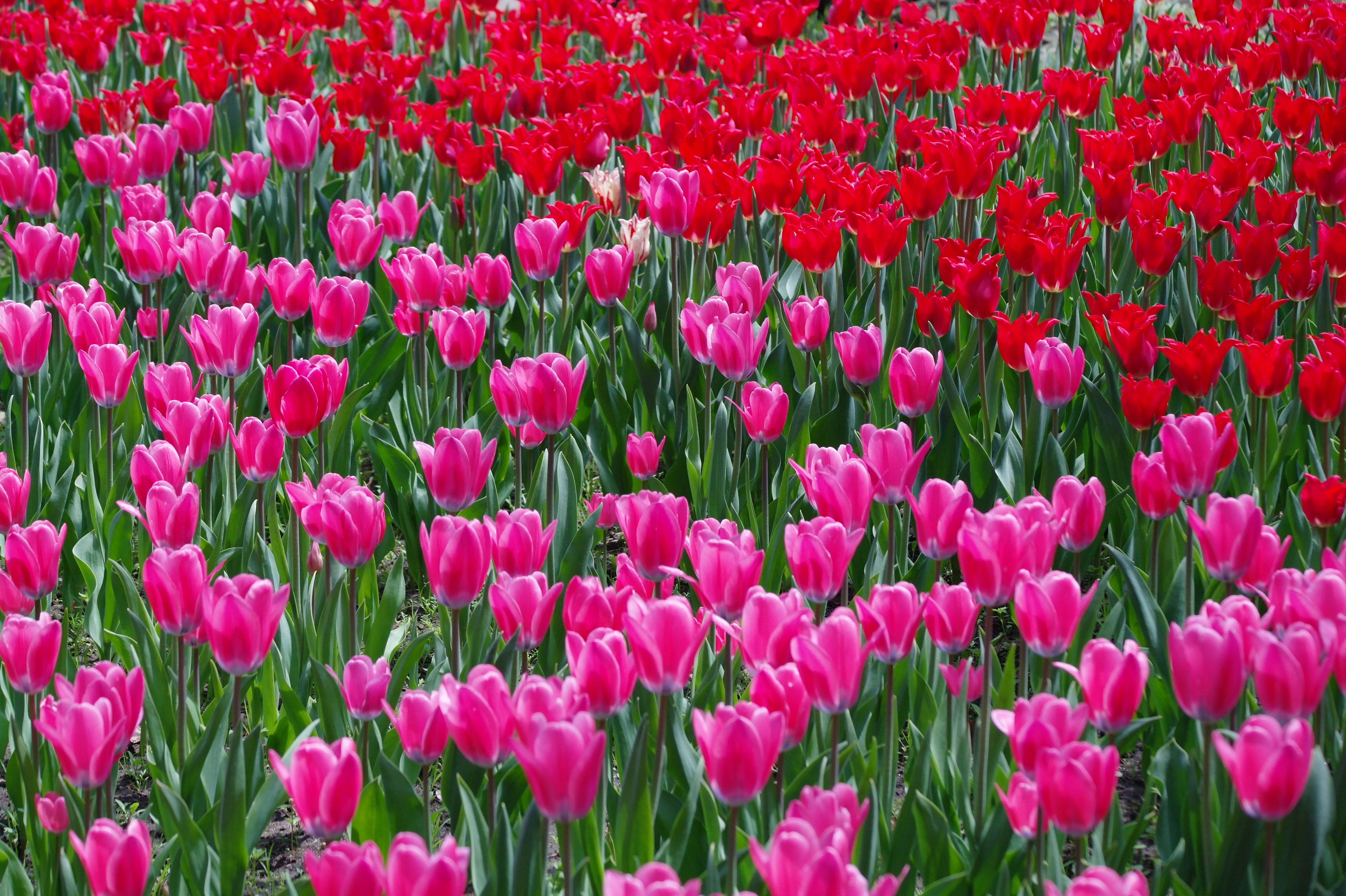 <b>NX10 / SAMSUNG ZOOM LENS 50-200mm F4-5.6 ED OIS / 約6.2MB / 4,592×3,056 / 1/180秒 / F5.6 / 0EV / ISO200 / WB:Auto / 59mm</b>