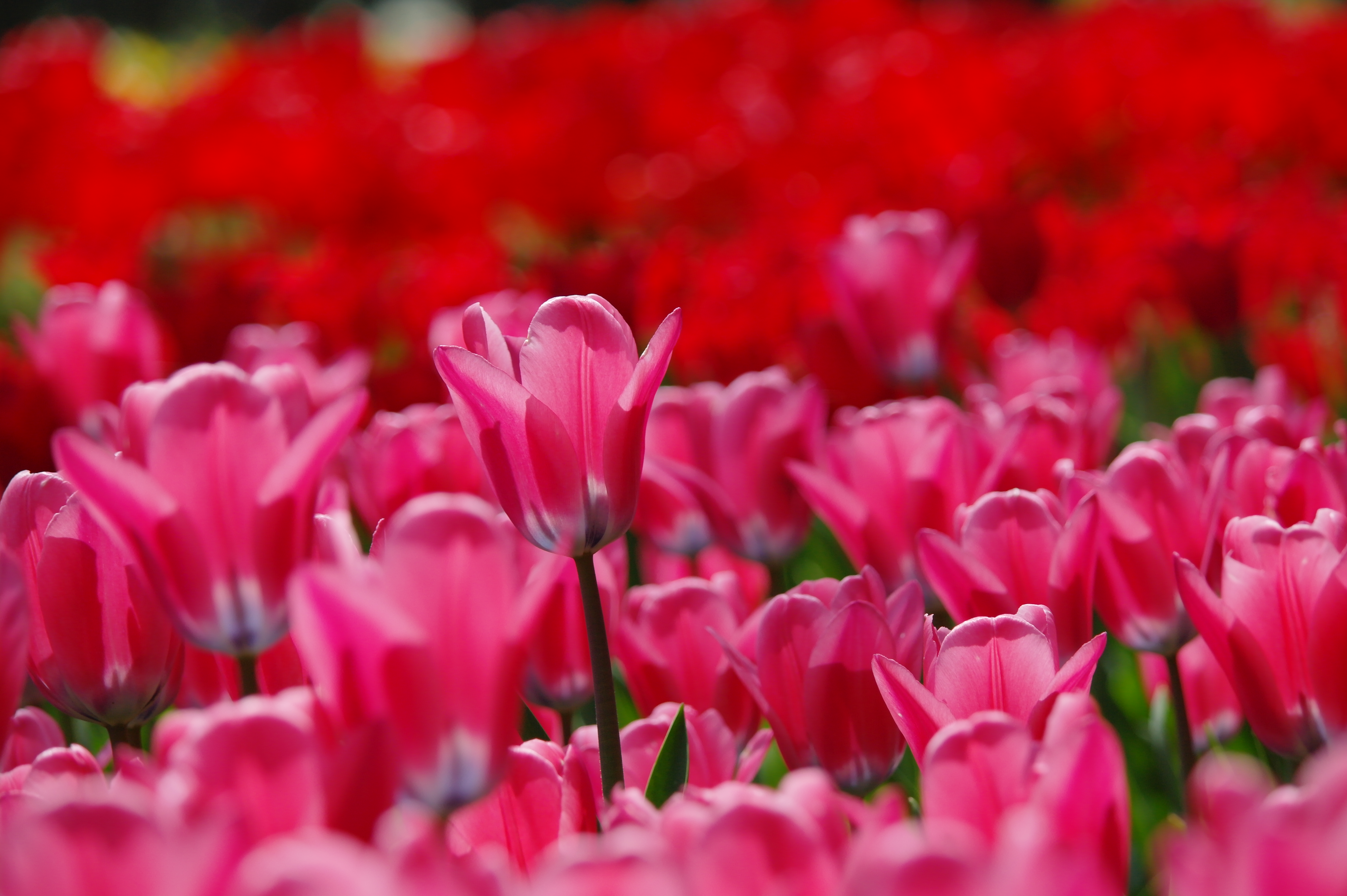 <b>NX10 / SAMSUNG ZOOM LENS 50-200mm F4-5.6 ED OIS / 約3.5MB / 4,592×3,056 / 1/500秒 / F5.6 / 0EV / ISO200 / WB:Daylight / 130mm</b>