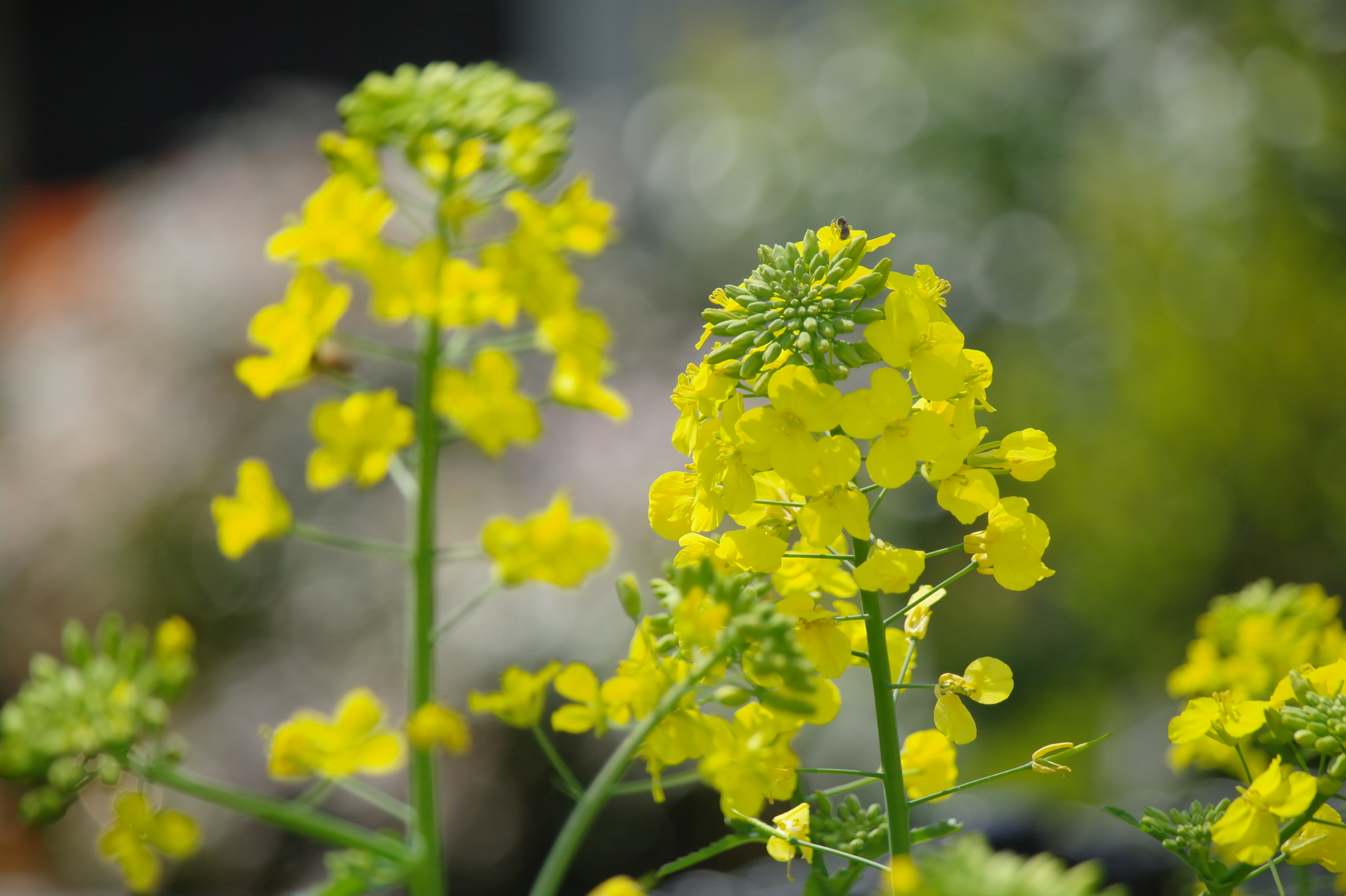 <b>NX10 / SAMSUNG ZOOM LENS 50-200mm F4-5.6 ED OIS / 約3.5MB / 4,592×3,056 / 1/350秒 / F5.6 / +0.6EV / ISO200 / WB:Daylight / 185mm</b>