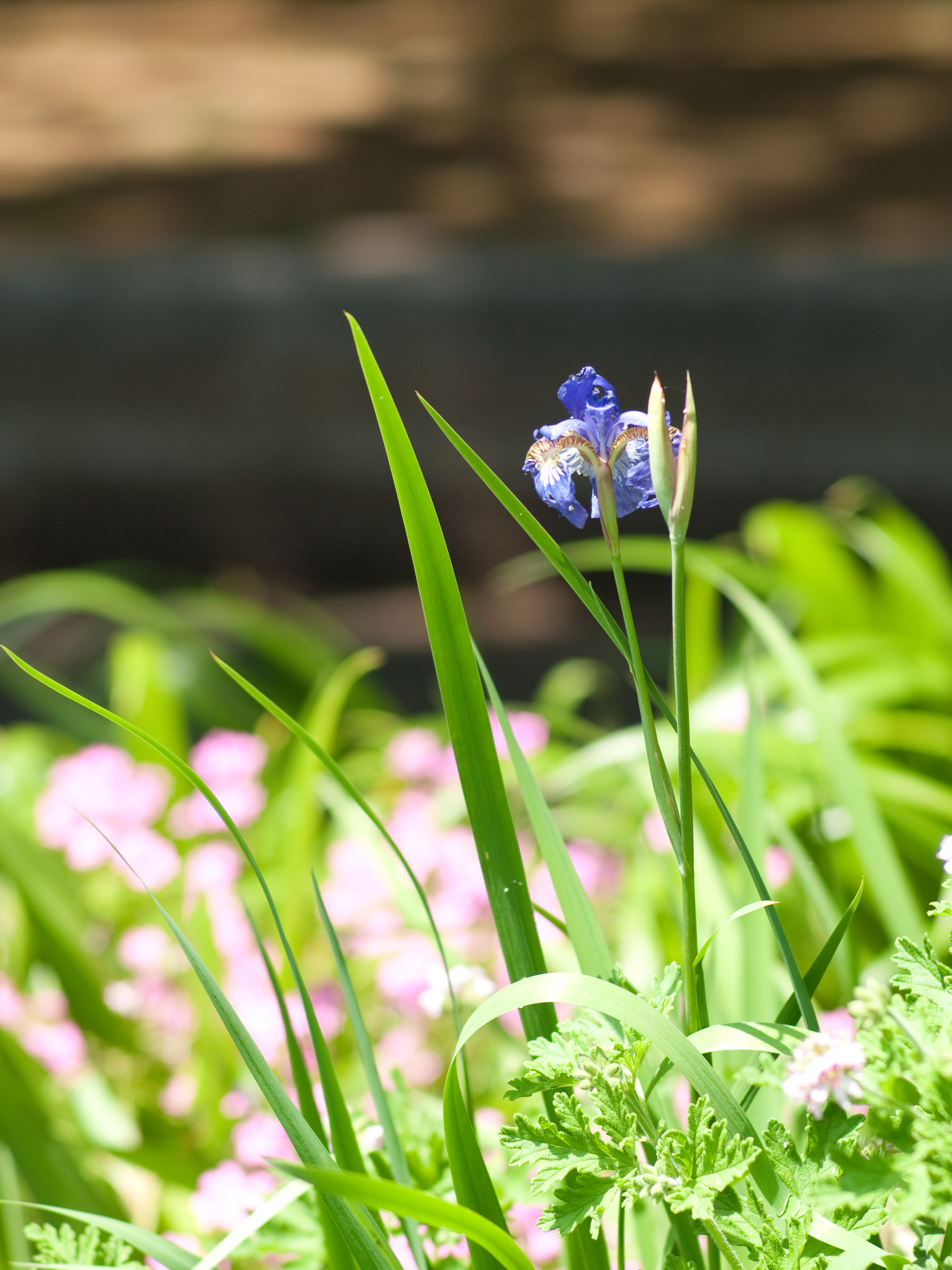 <b>E-P2 / プラナー T* 85mm F1.4 AEG / 4,032×3,024 / 1/500秒 / F2 / +0.3EV / ISO200 / WB:オート / 85mm</b>