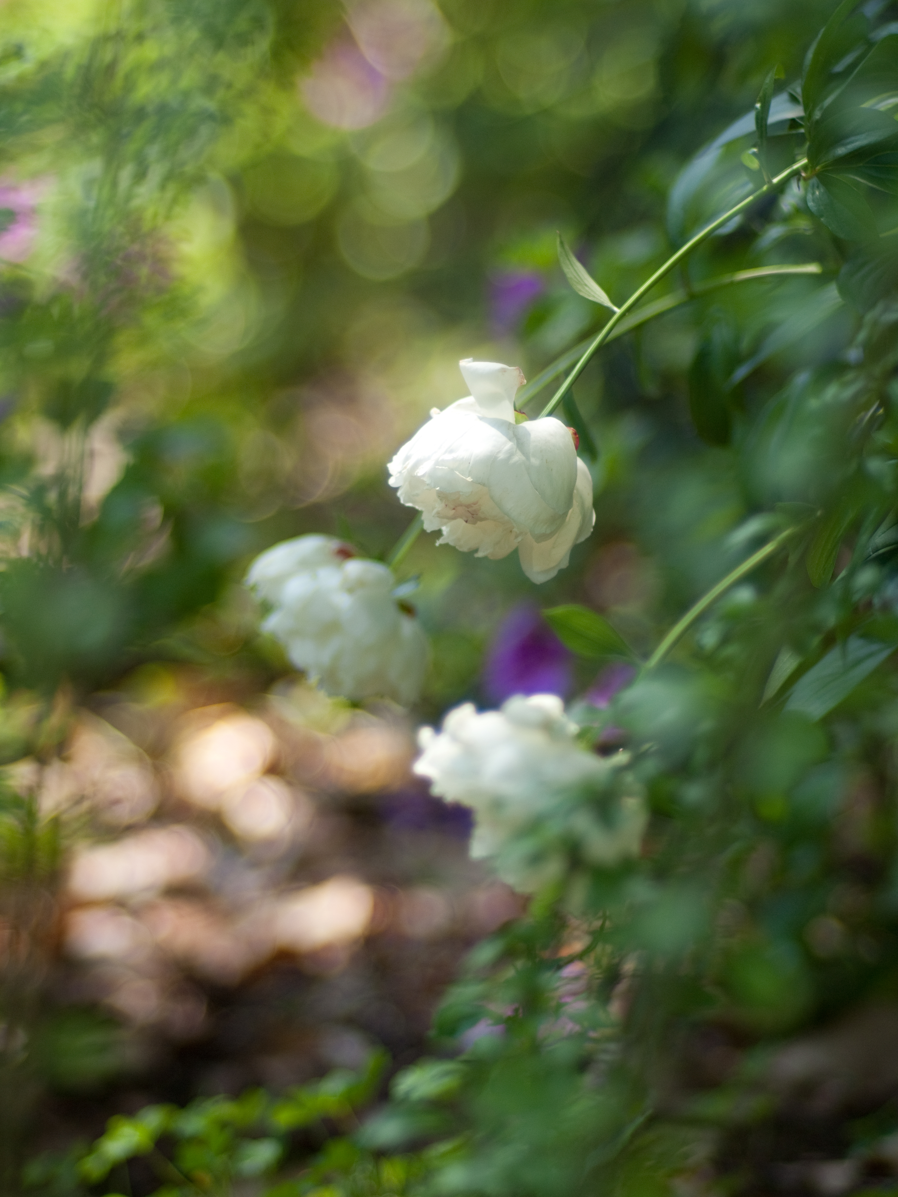 <b>E-P2 / プラナー T* 85mm F1.4 AEG / 4,032×3,024 / 1/1,250秒 / F1.4 / 0EV / ISO200 / WB:オート / 85mm</b>