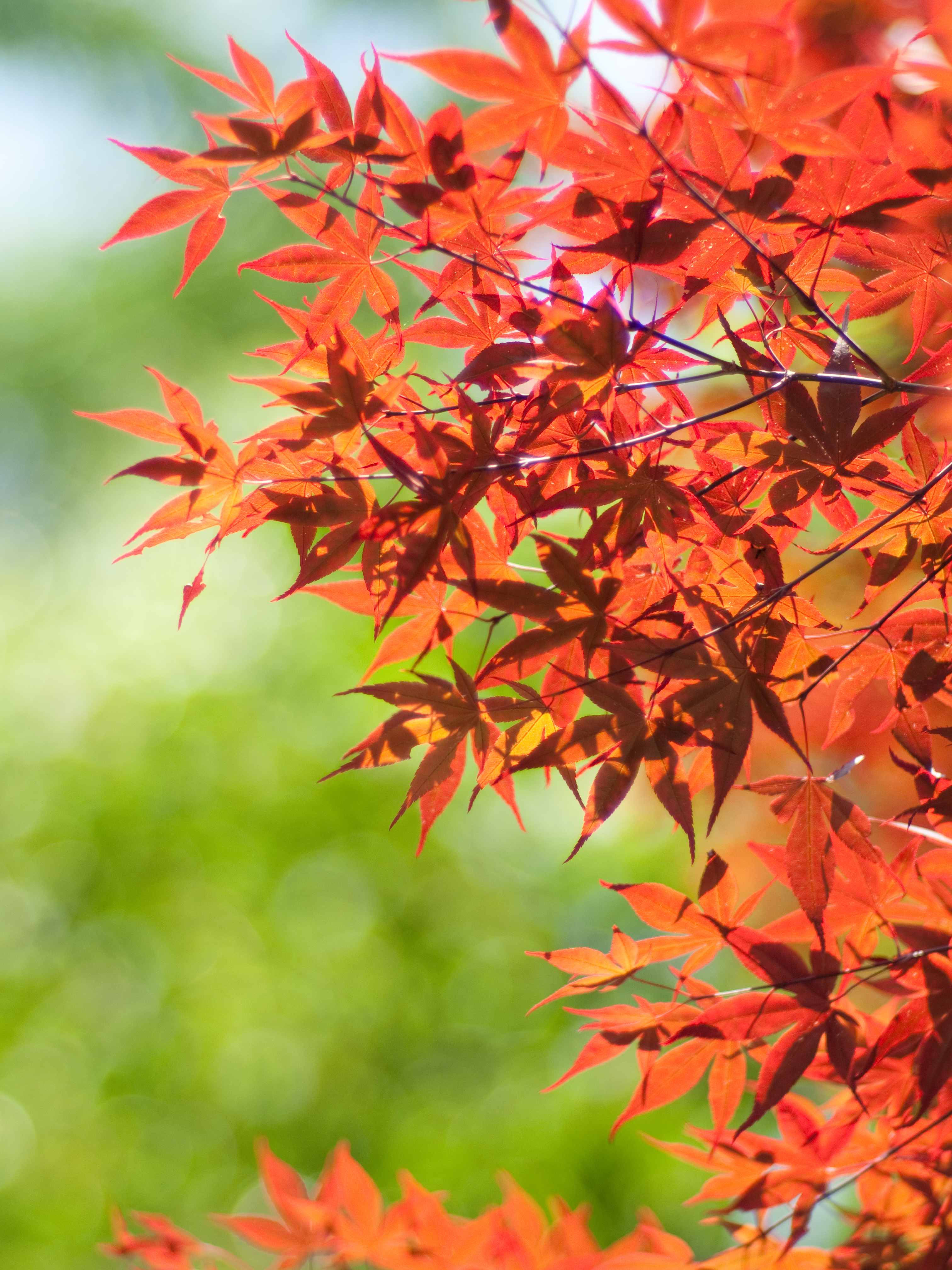 <b>E-P2 / プラナー T* 85mm F1.4 AEG / 4,032×3,024 / 1/1,600秒 / F1.4 / +0.7EV / ISO200 / WB:オート / 85mm</b>