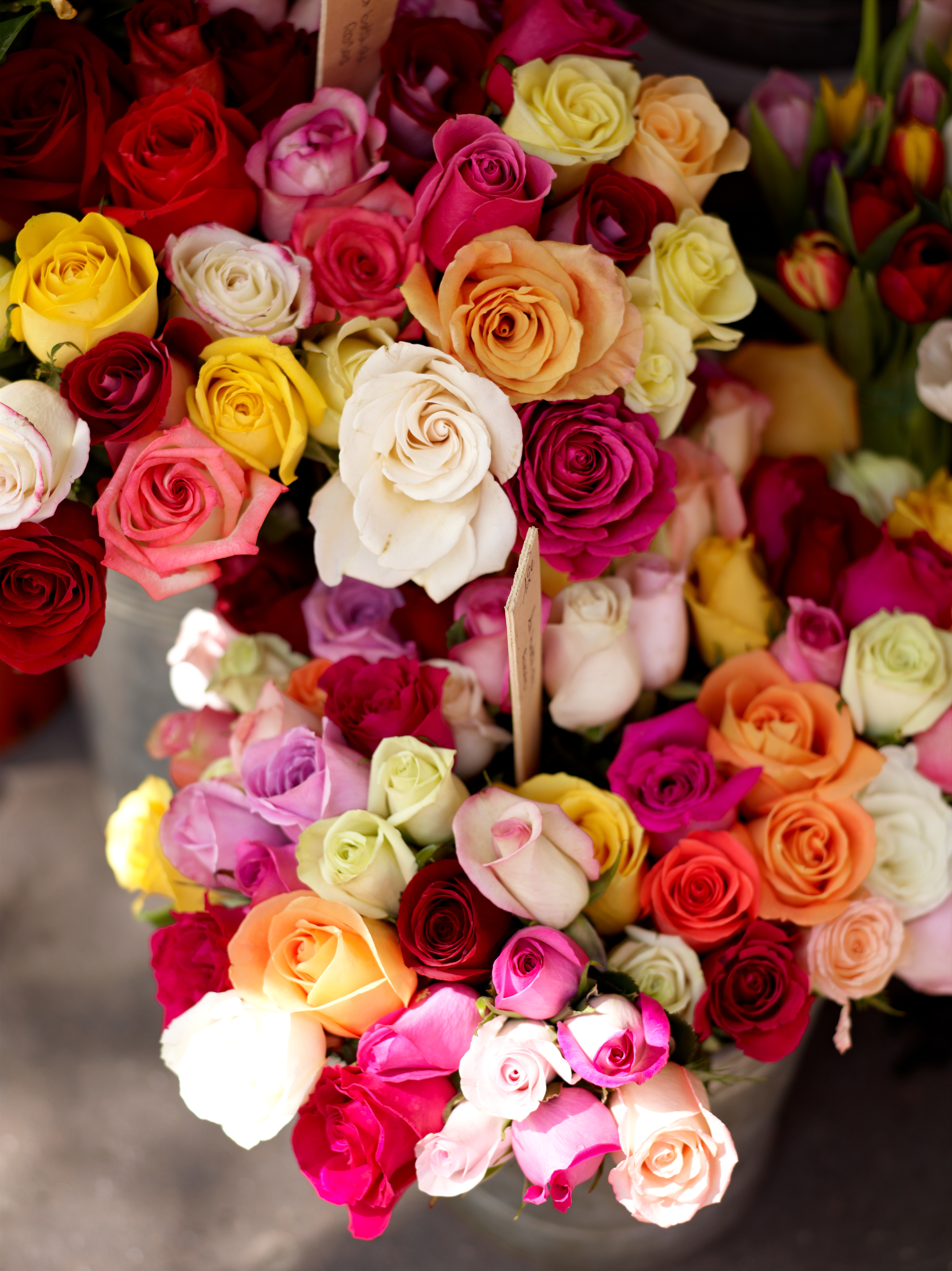 <b>P40+ / シュナイダークロイツナッハAF 110mm F2.8 LS / 約20.2MB / 5,484×7,320 / 1/160秒 / F3.2 / 0EV / ISO100 / 110mm</b>