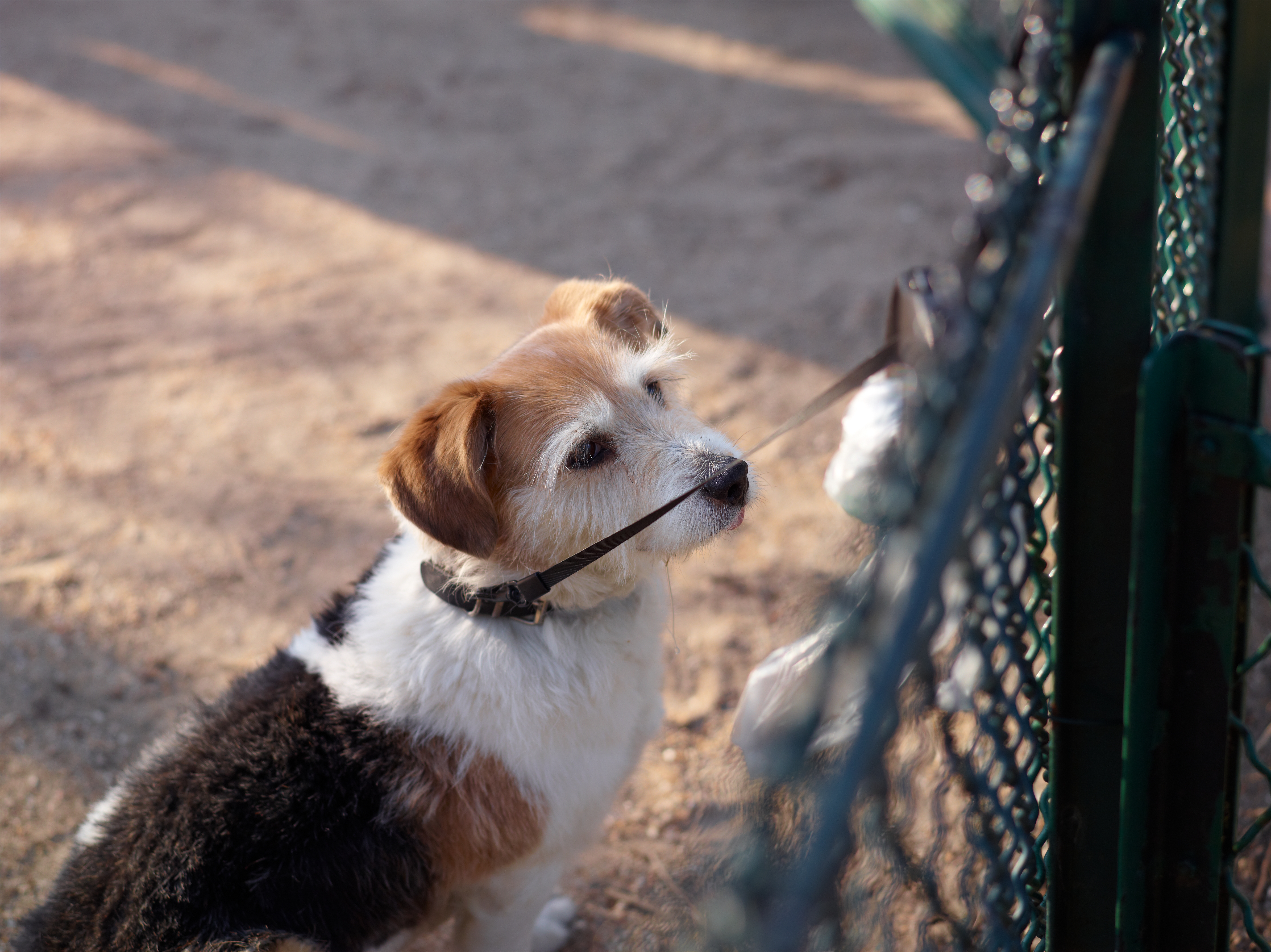 <b>P40+ / シュナイダークロイツナッハAF 110mm F2.8 LS / 約20.6MB / 7,320×5,484 / 1/500秒 / F3.5 / -0.3EV / ISO100 / 110mm</b>