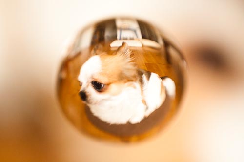 <b>宙玉レンズによる作例（いずれも上原ゼンジ氏提供）</b>