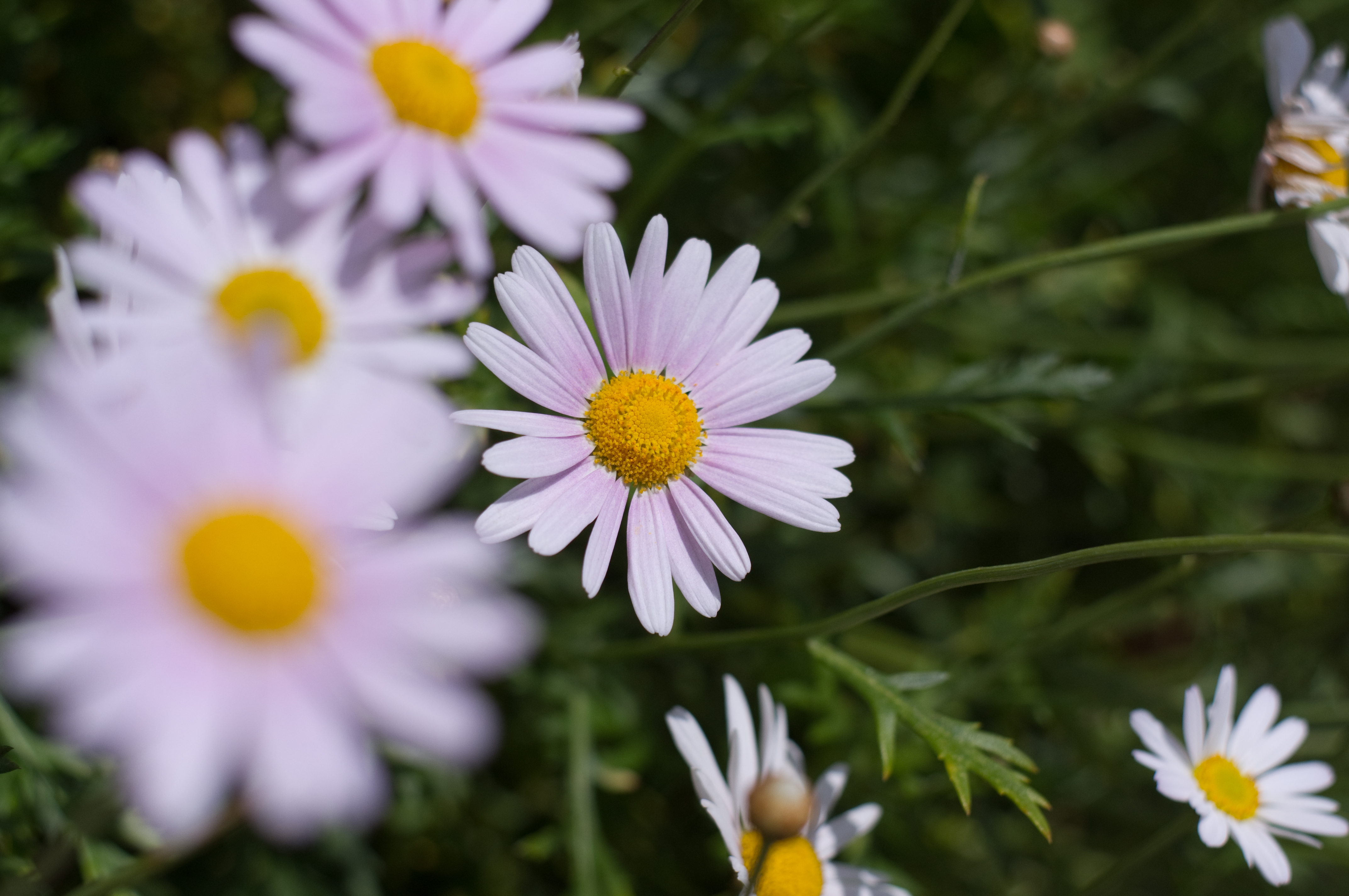 <b>K-x / パンカラー50mm F2 / 4,288×2,848 / 1/6,000秒 / F2.8 / 0EV / ISO200 / WB:オート / 50mm</b>