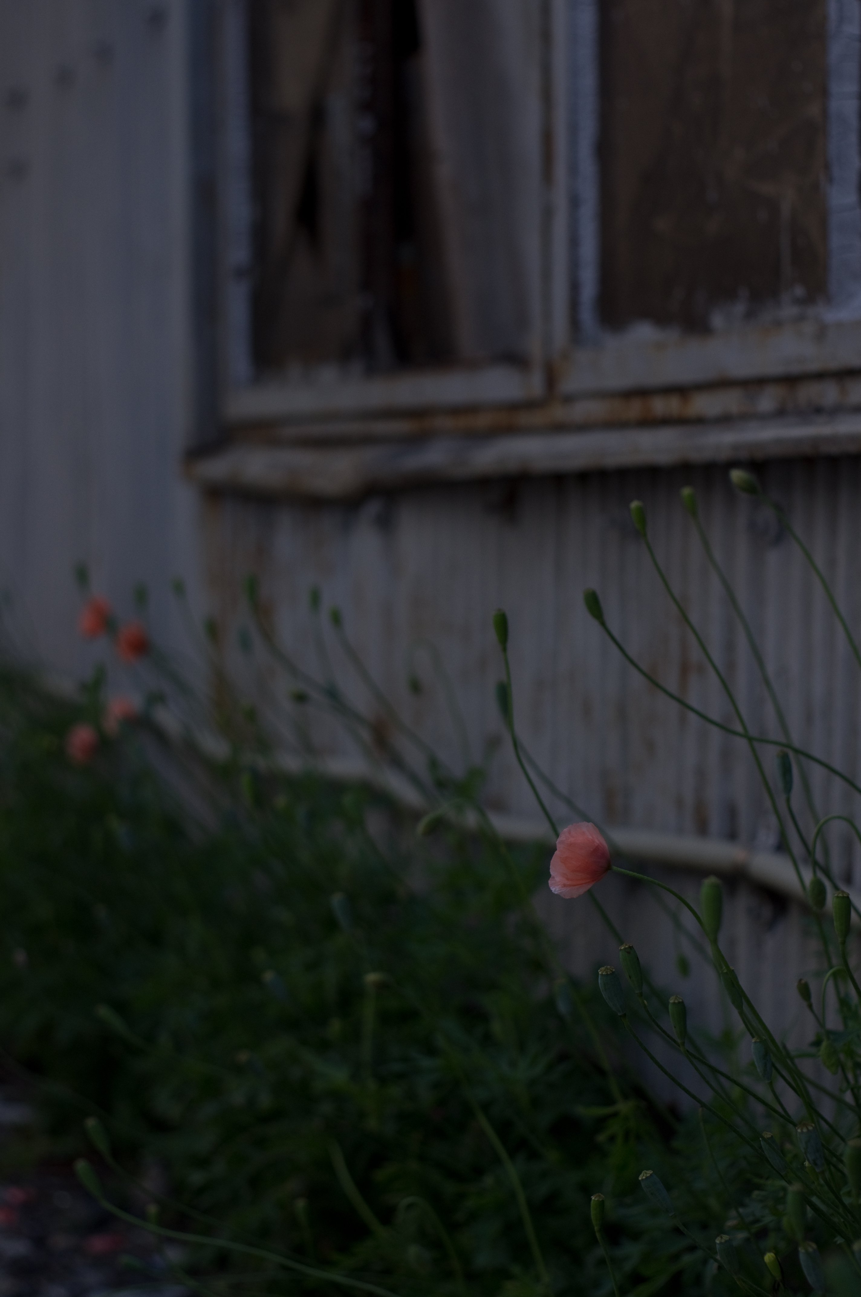 <b>K-x / パンカラー50mm F2 / 4,288×2,848 / 1/1,000秒 / F2.8 / +0.7EV / ISO200 / WB:オート / 50mm</b>