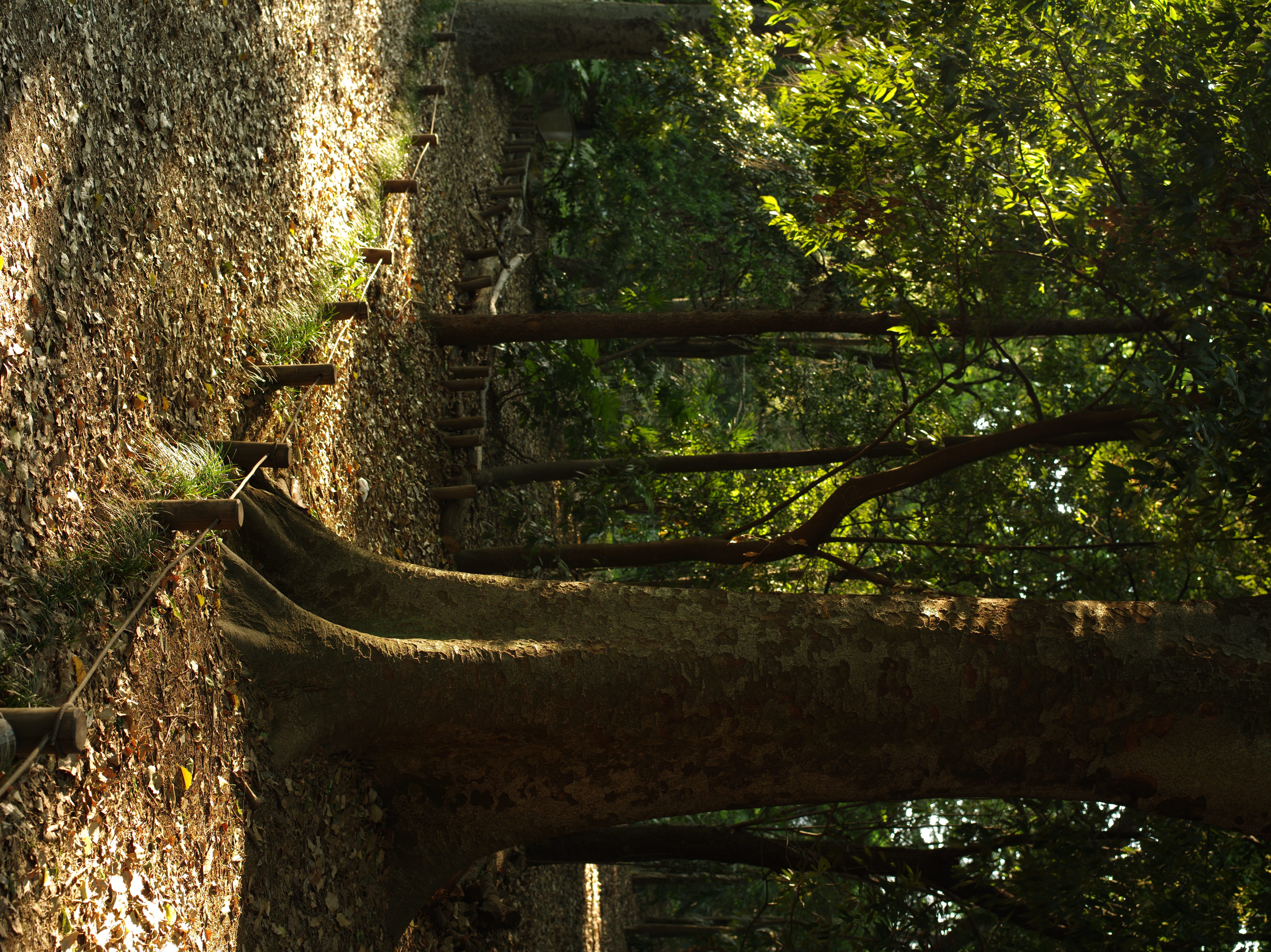 <b>645D / D FA 645 55mm F2.8 AL [IF] SDM AW / 約17.4MB / 5,440×7,264 / 1/4秒 / F6.3 / -0.7EV / ISO100 / WB:オート</b>