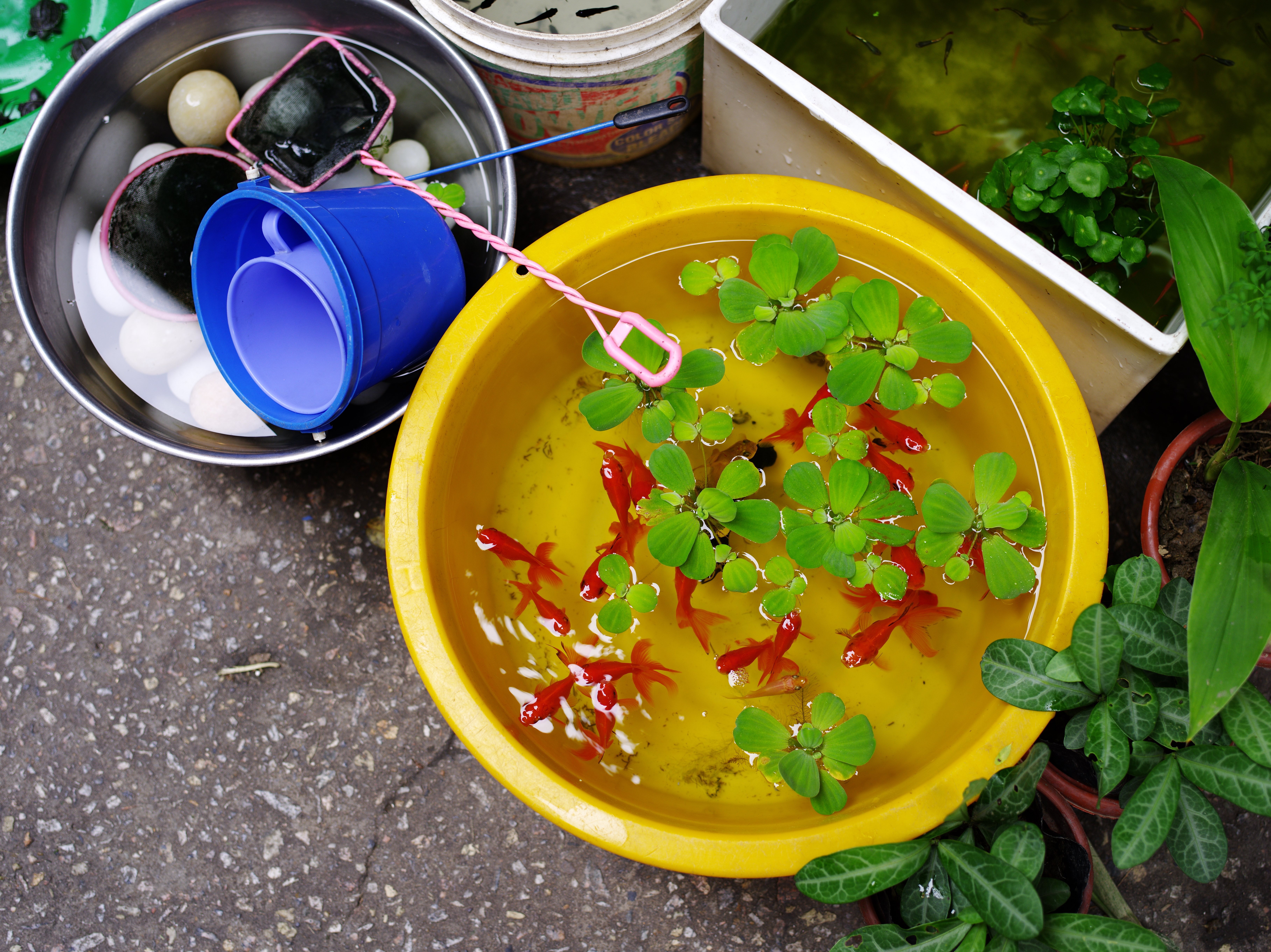 <b>645D / D FA 645 55mm F2.8 AL [IF] SDM AW / 約18.4MB / 7,264×5,440 / 1/100秒 / F4 / +0.7EV / ISO200 / WB:オート</b>